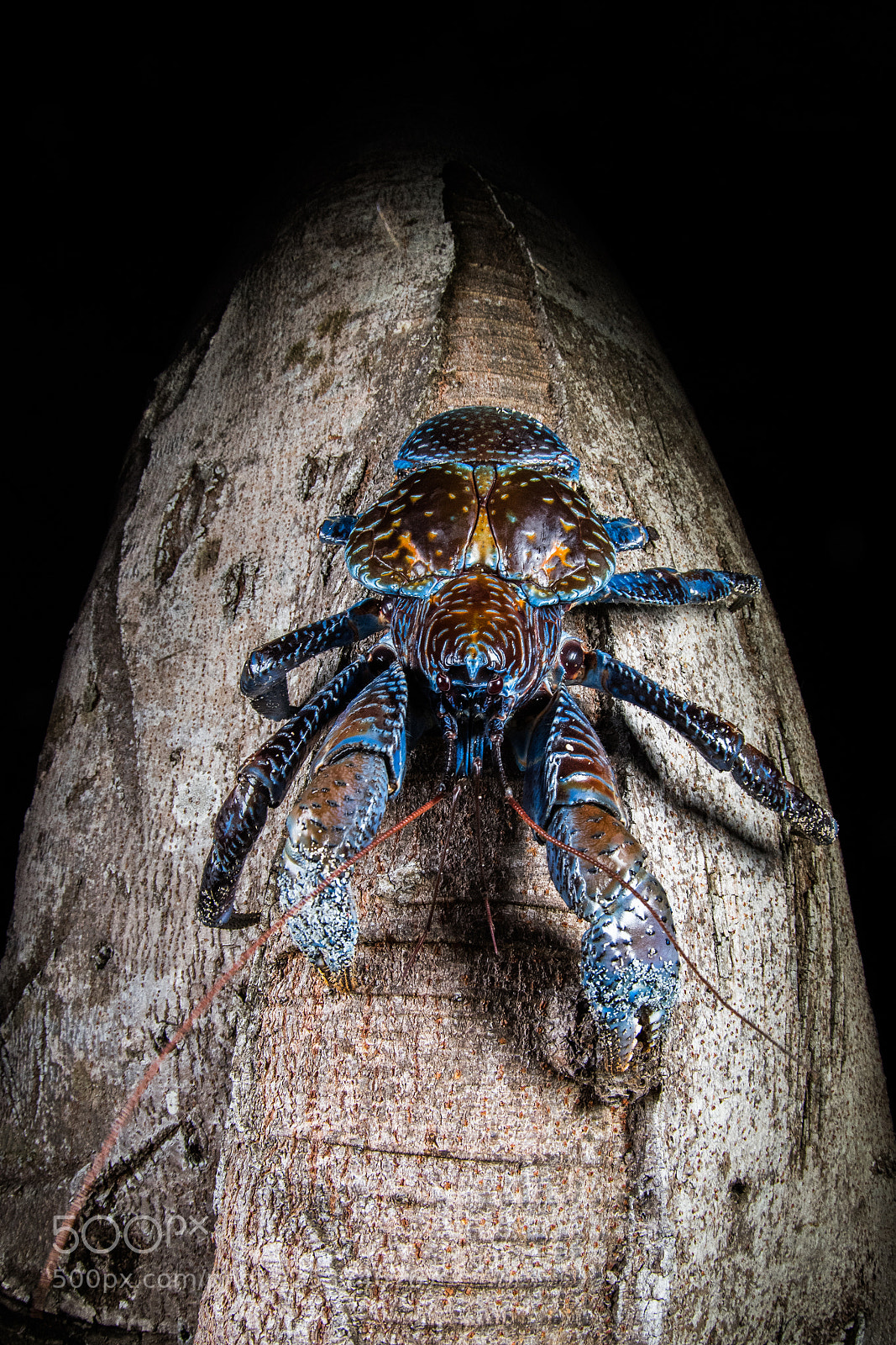 Nikon D500 sample photo. Coconut crab birgus latro photography
