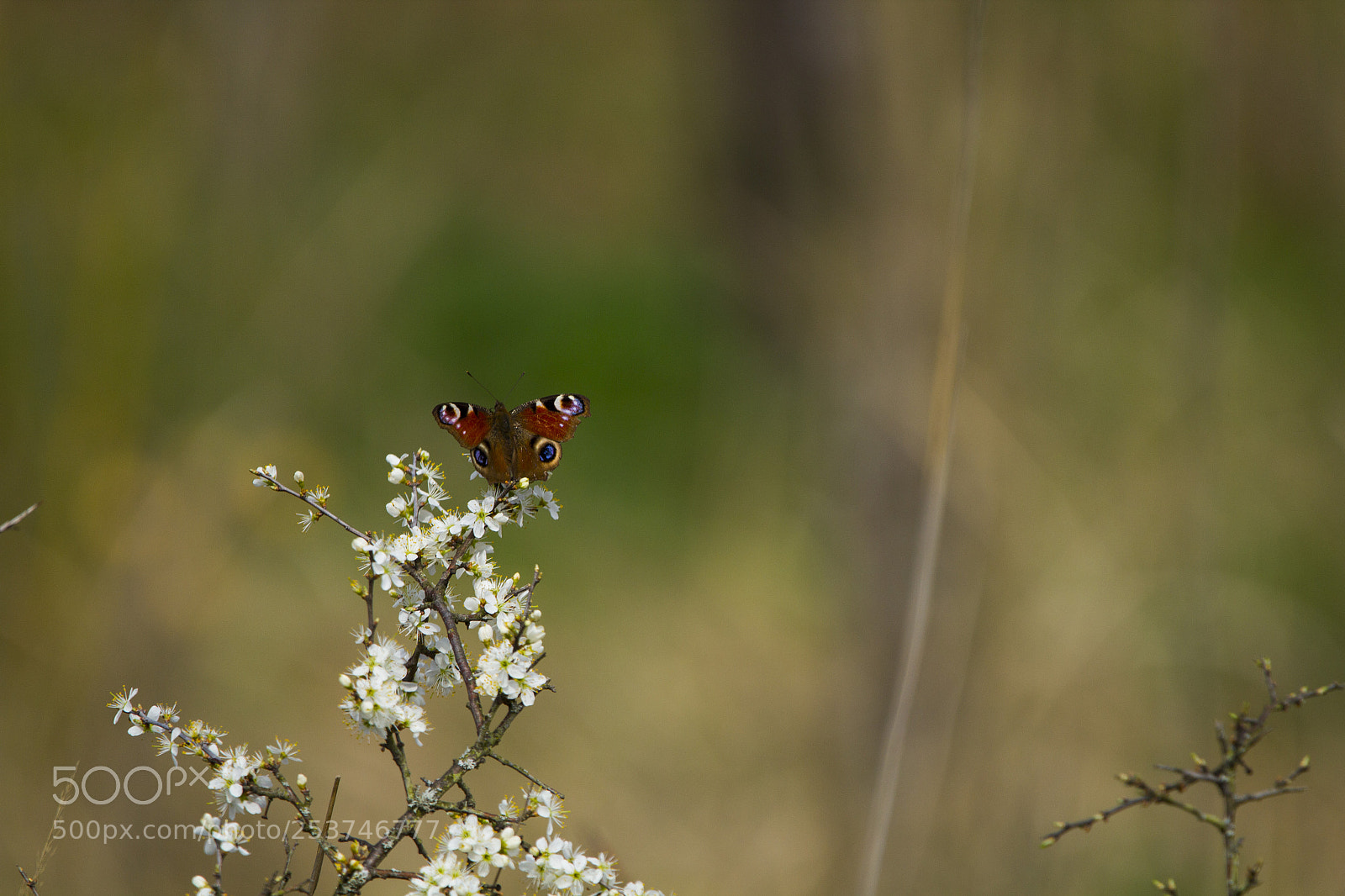Canon EOS 600D (Rebel EOS T3i / EOS Kiss X5) sample photo. Butterfly photography