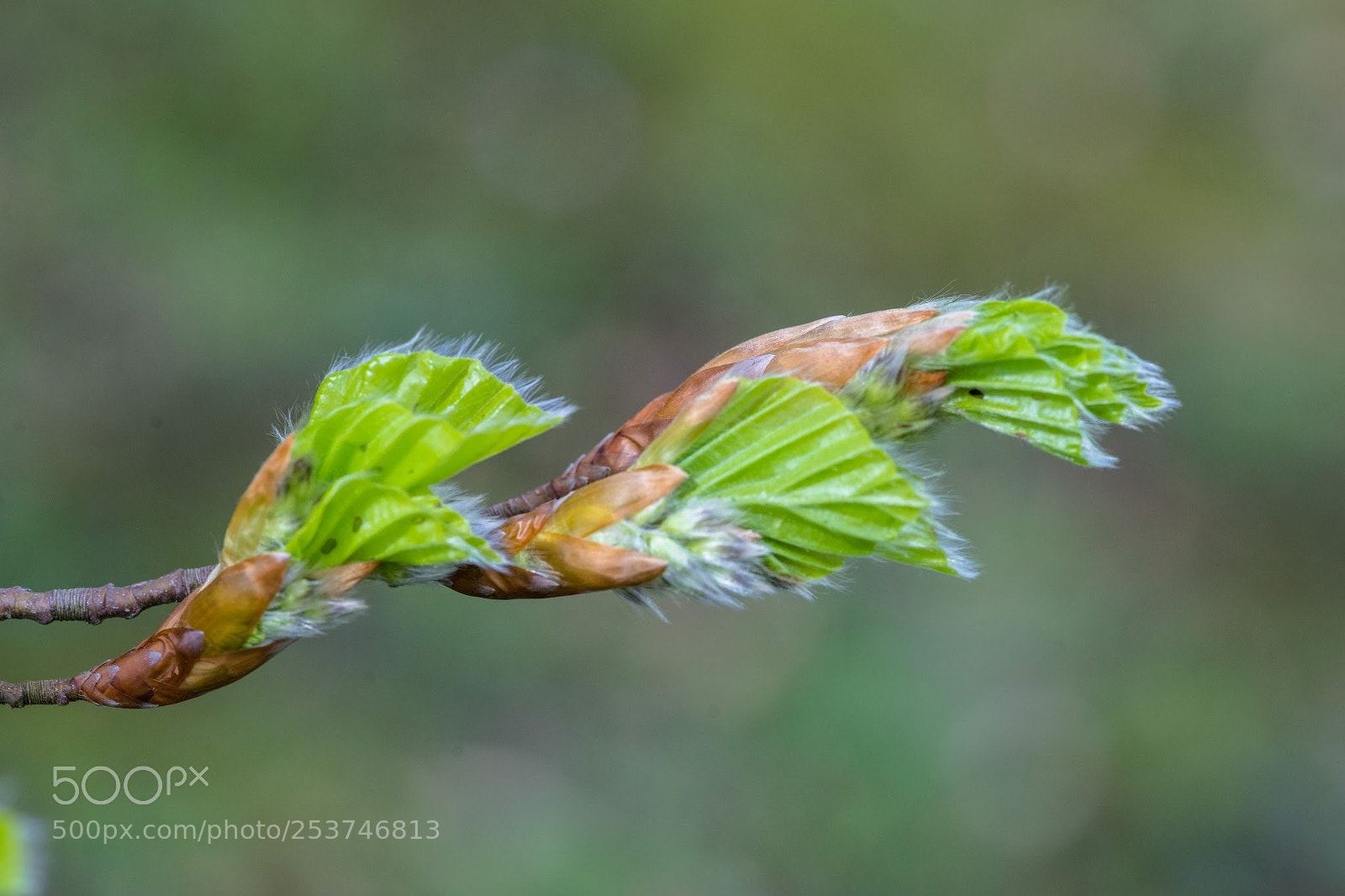 Sony a7 II sample photo. Entfaltung photography