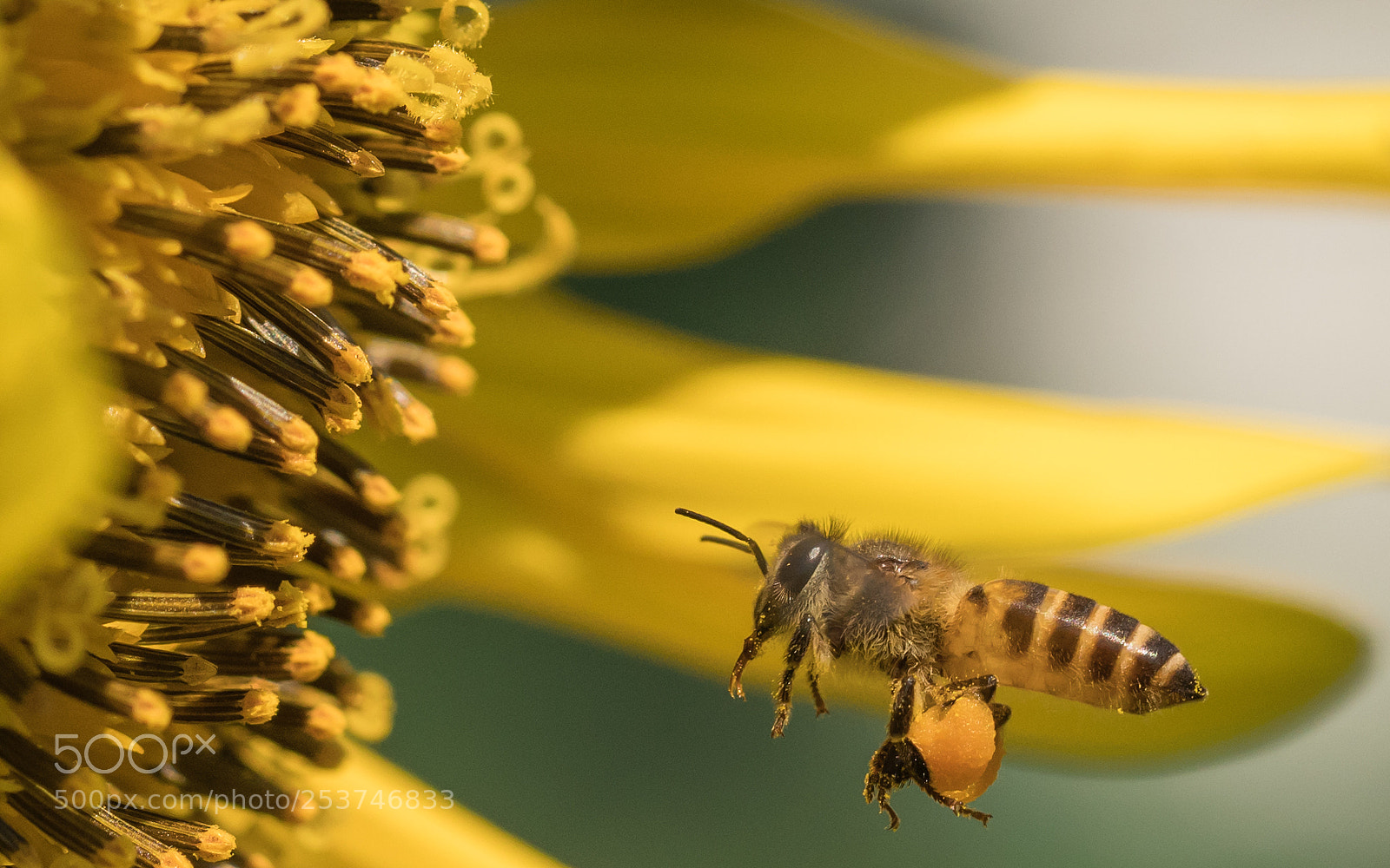 Sony a7R III sample photo. Honeybee photography