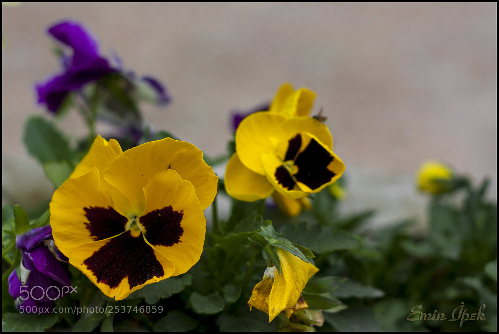Canon EOS 40D sample photo. Flower photography
