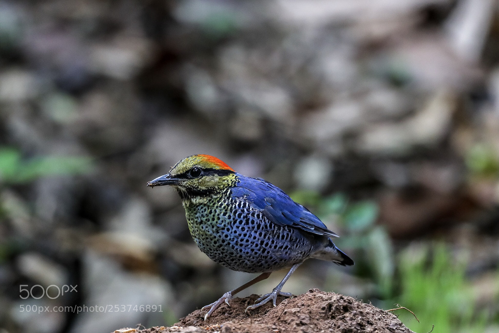 Canon EOS-1D X Mark II sample photo. Blue pitta@thailand. photography