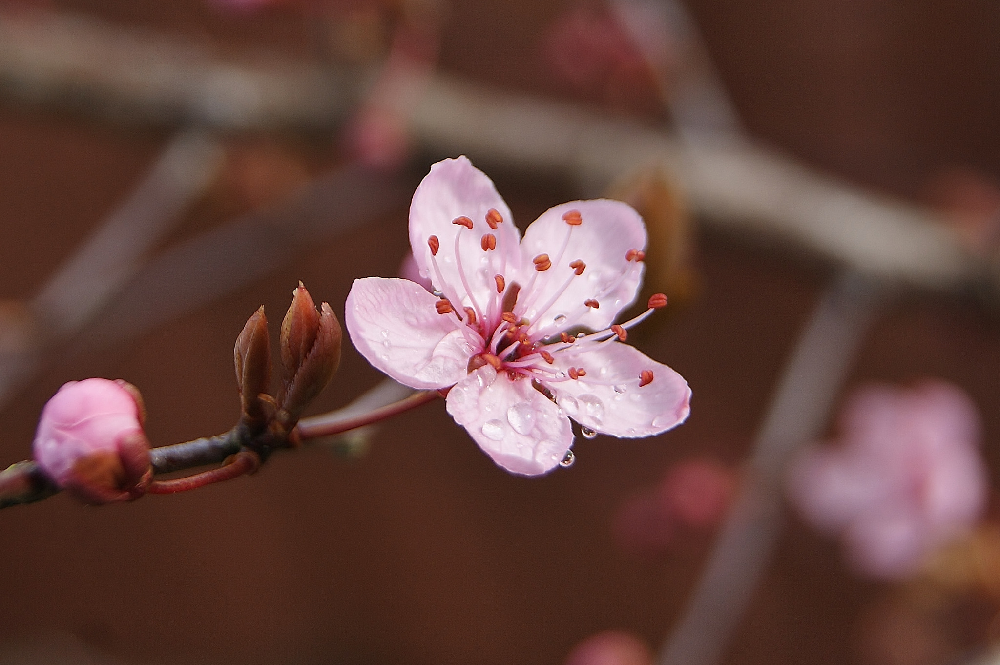 Sony Alpha DSLR-A380 sample photo. After rain ... photography