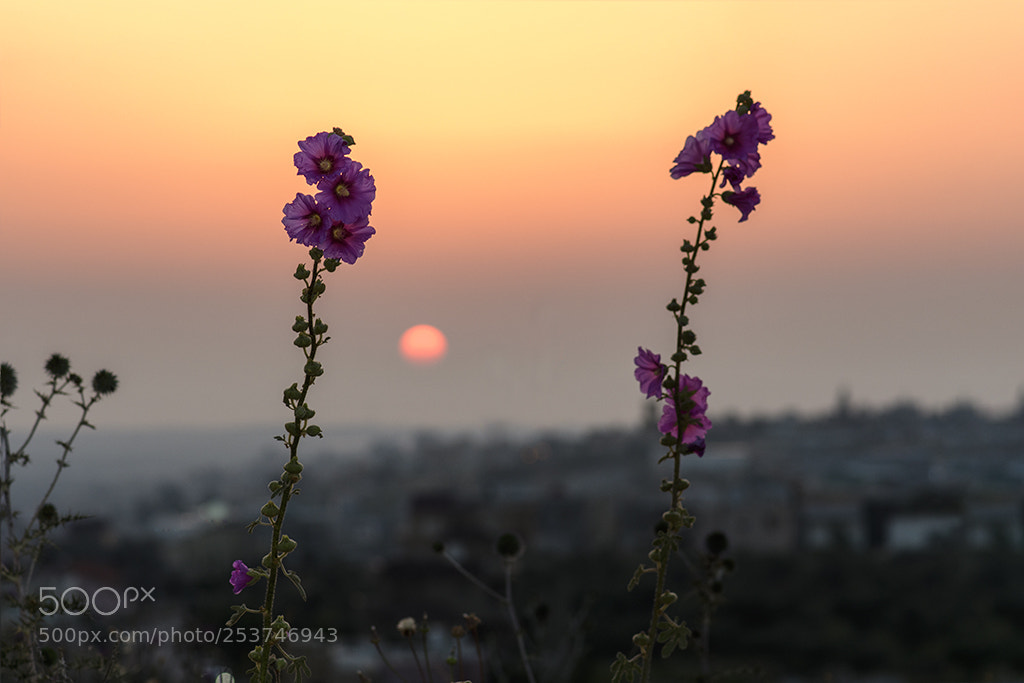 Nikon D500 sample photo. F photography
