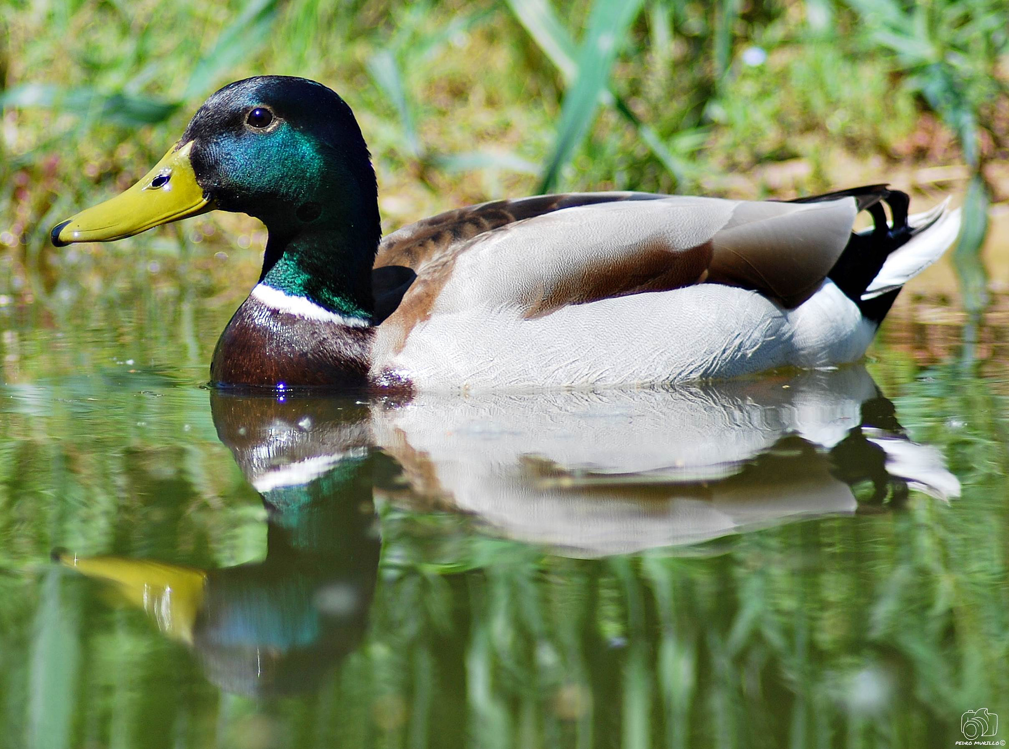 Nikon D60 sample photo