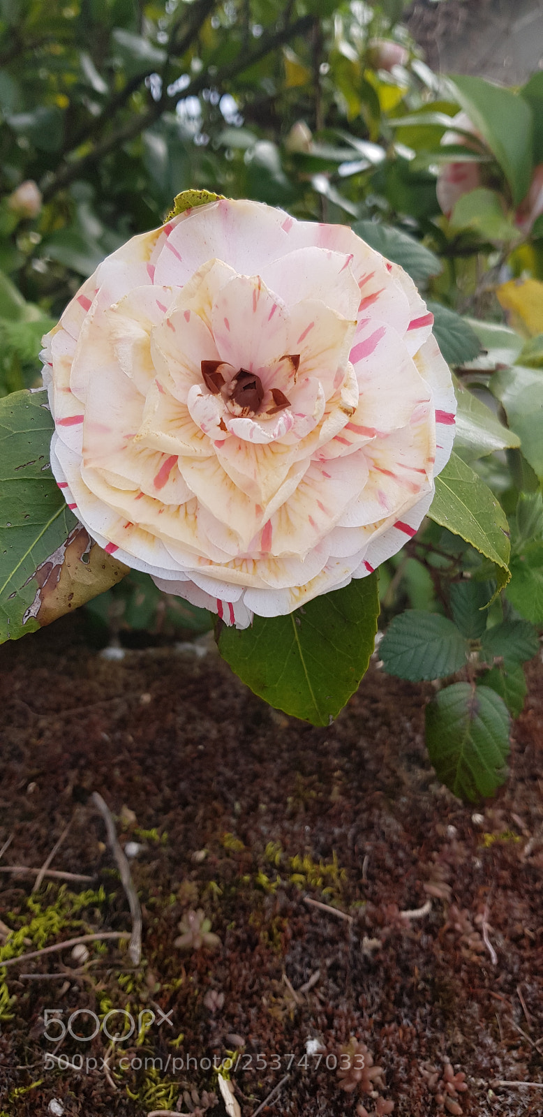 Samsung Galaxy S8 sample photo. Untitled photography