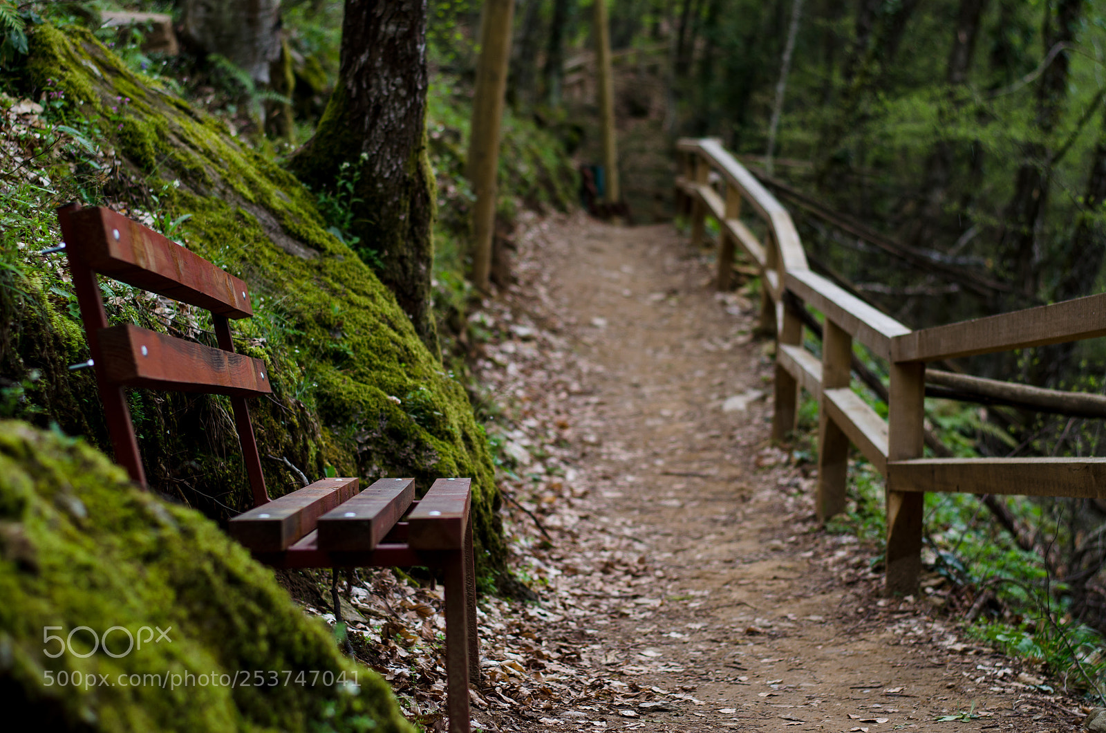 Nikon D5100 sample photo. Bench in the park photography