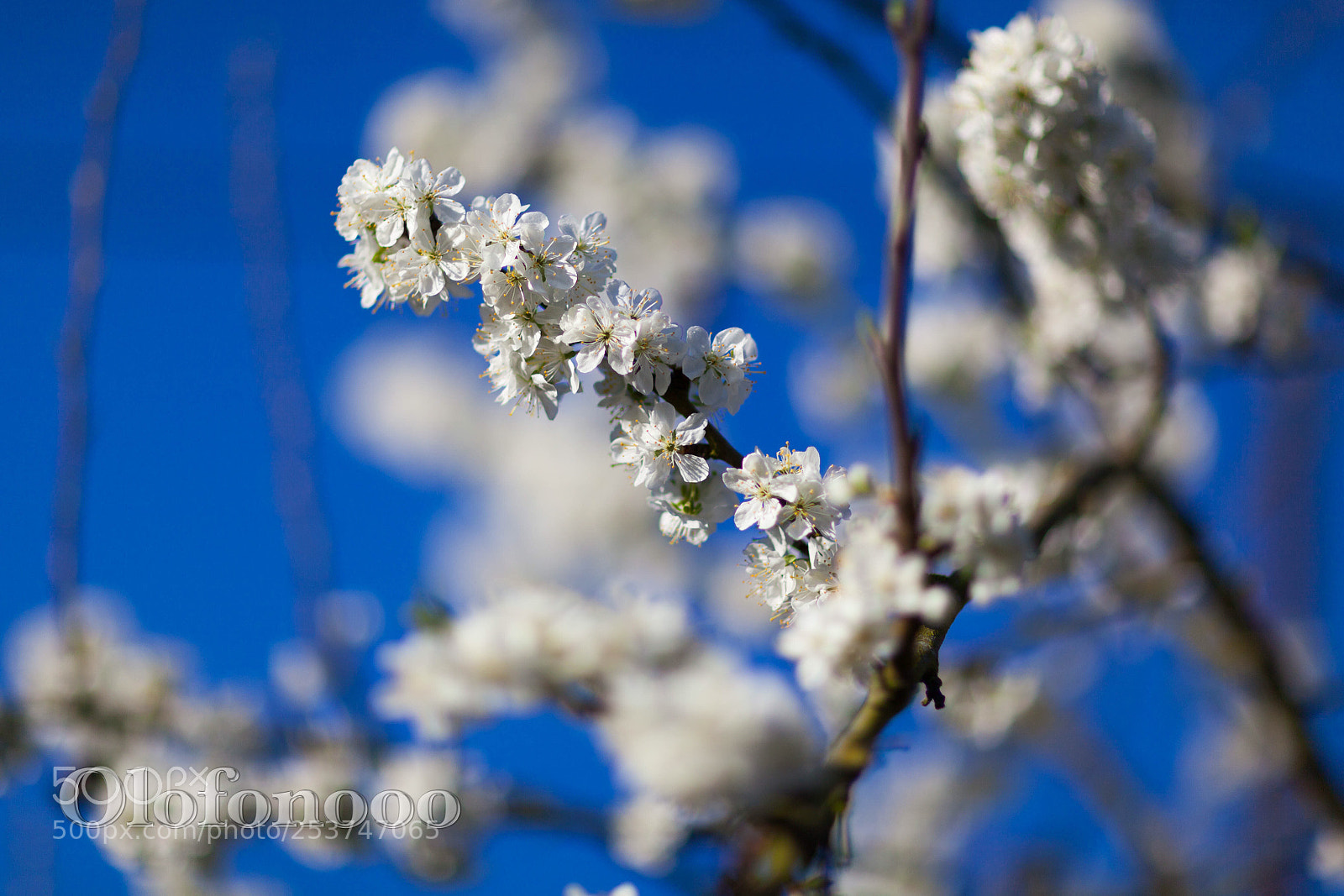 Canon EOS 5D Mark II sample photo. Plum in the spring photography