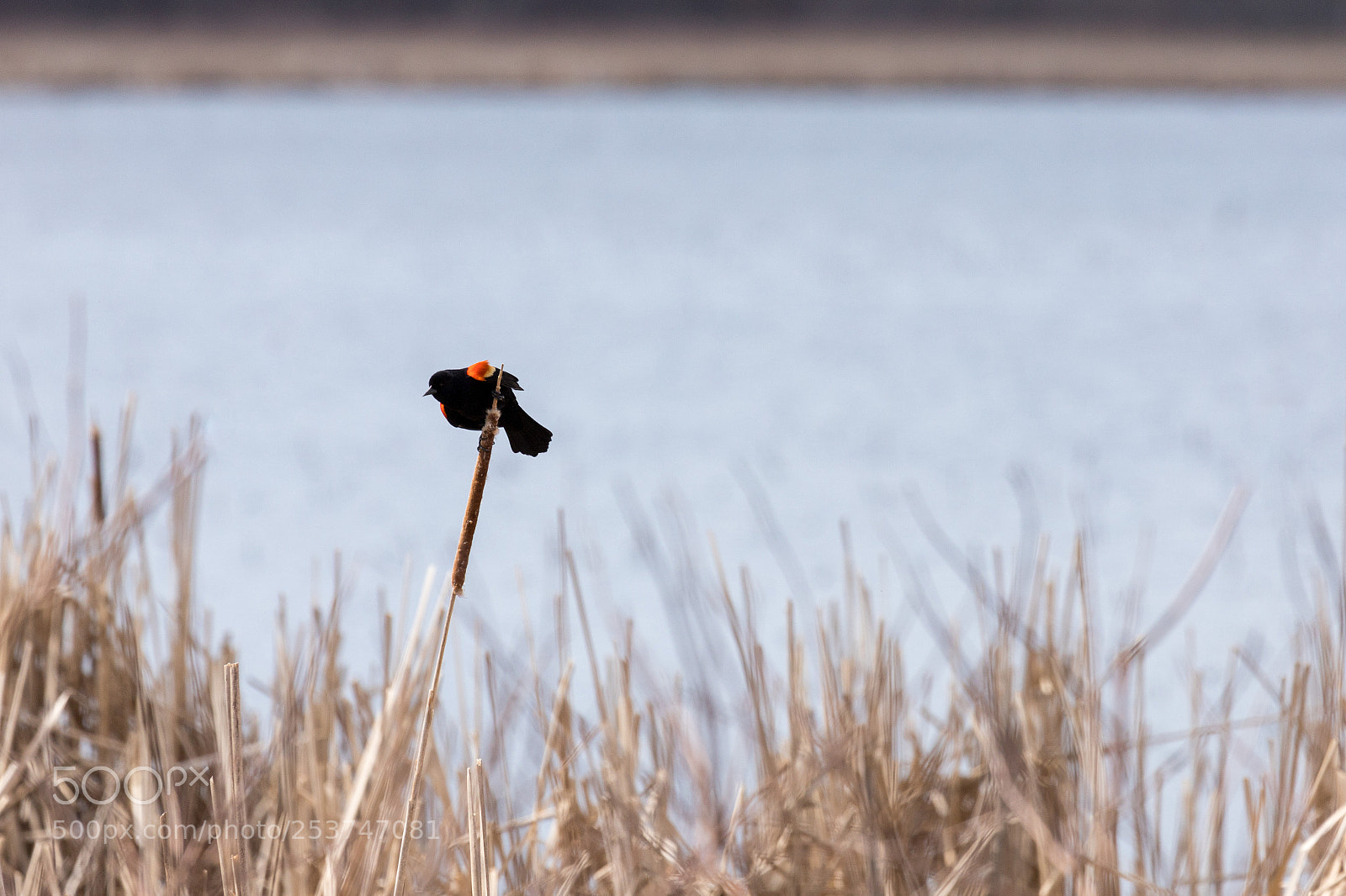 Canon EOS 6D Mark II sample photo. Red winged blackbird photography