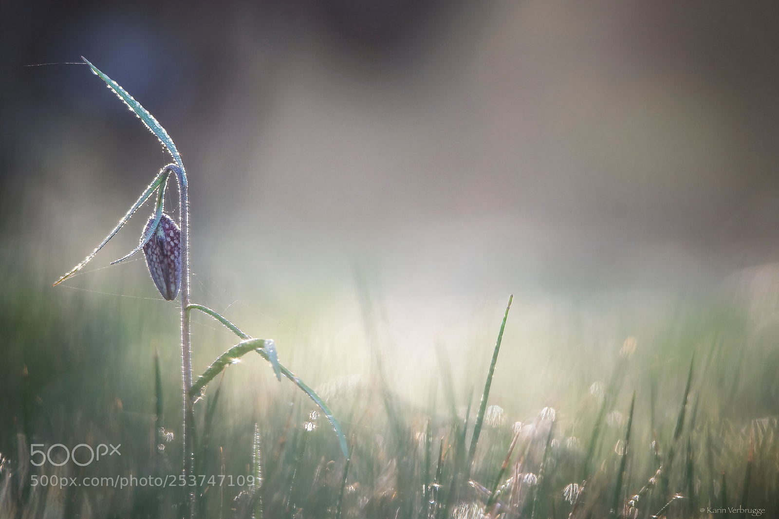 Nikon D5300 sample photo. In the morning light photography