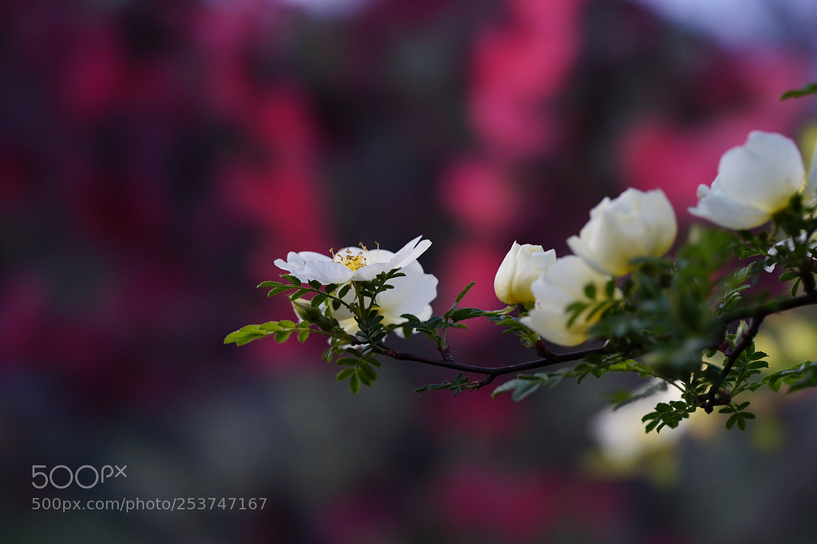 Sony a7 II sample photo. 桃红玫清 photography