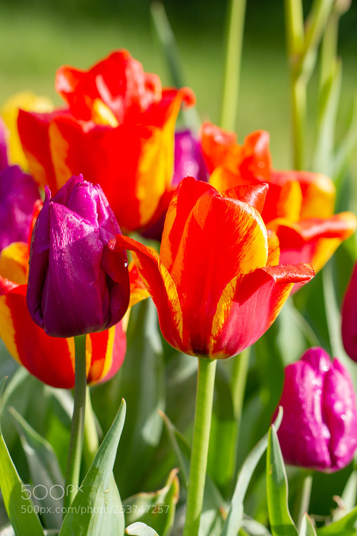 Canon EOS 7D sample photo. Tulips photography