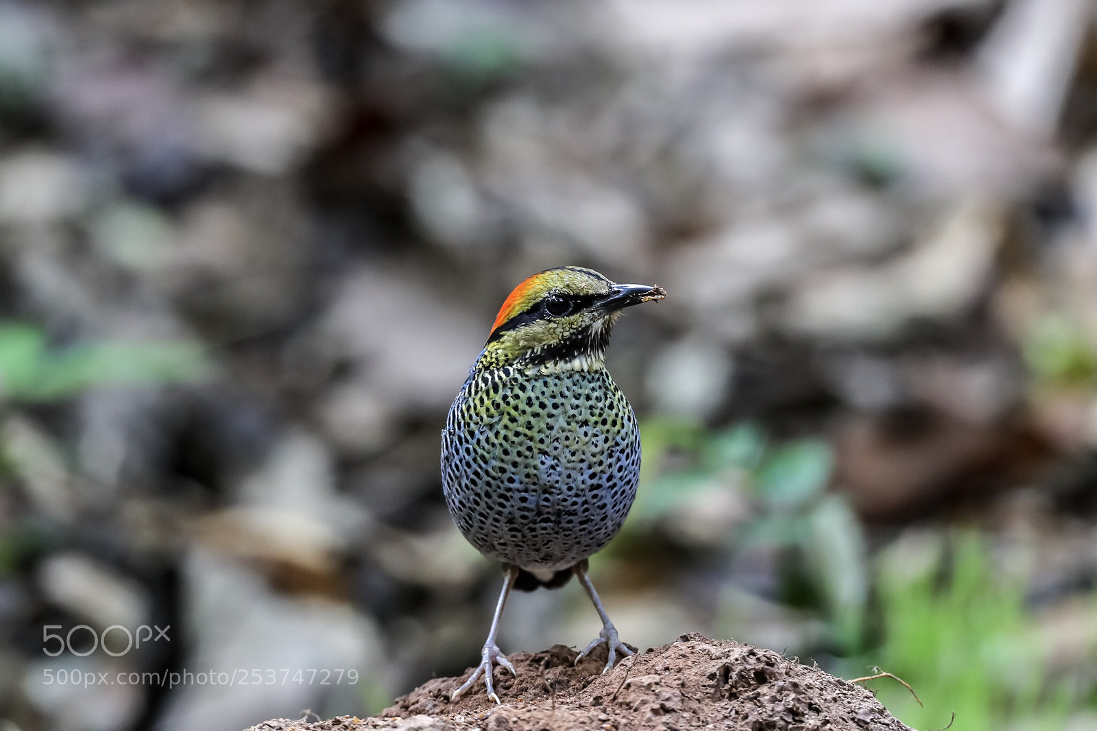 Canon EOS-1D X Mark II sample photo. Blue pitta@thailand. photography