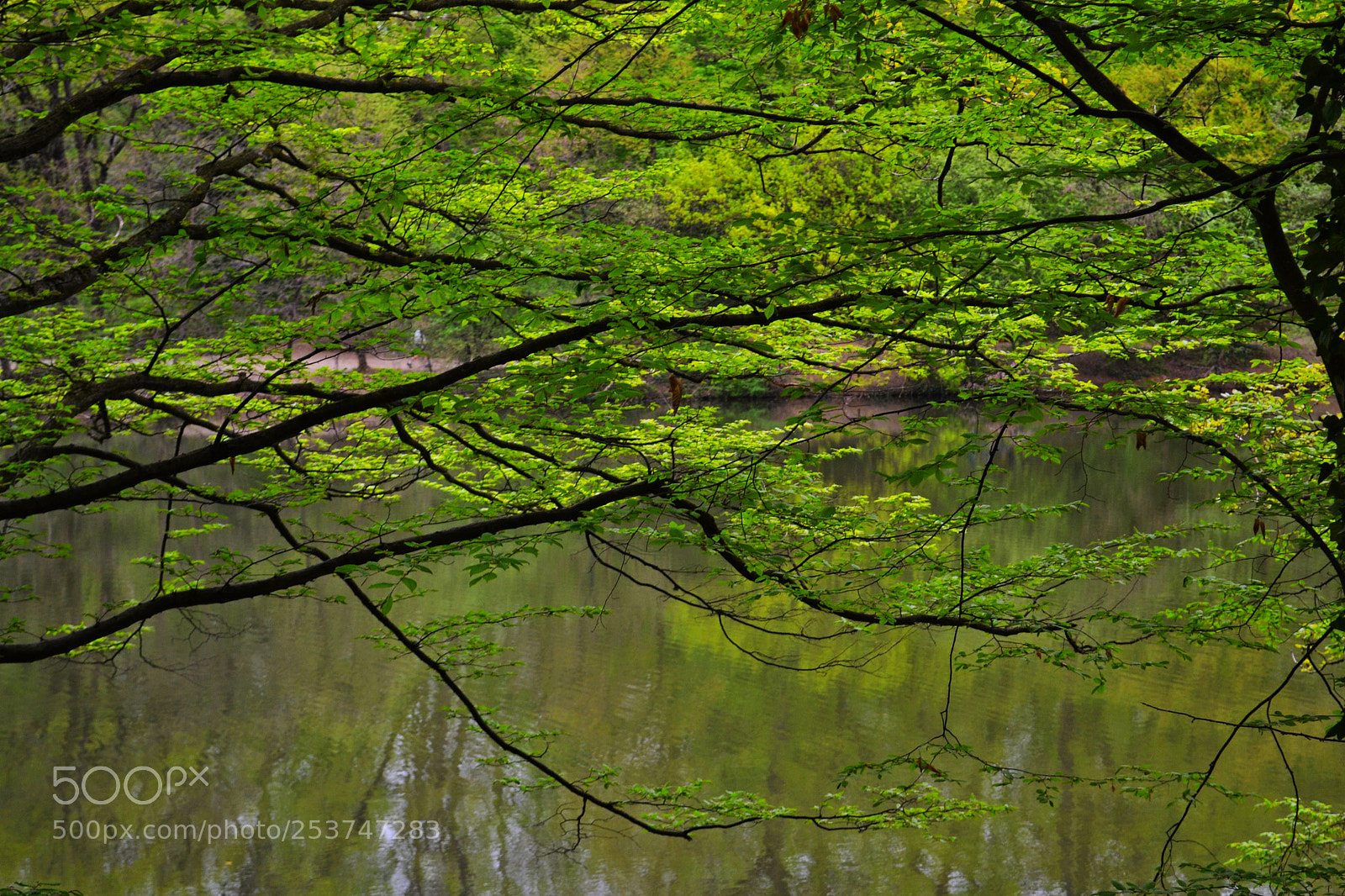 Nikon D3100 sample photo. Reflections photography