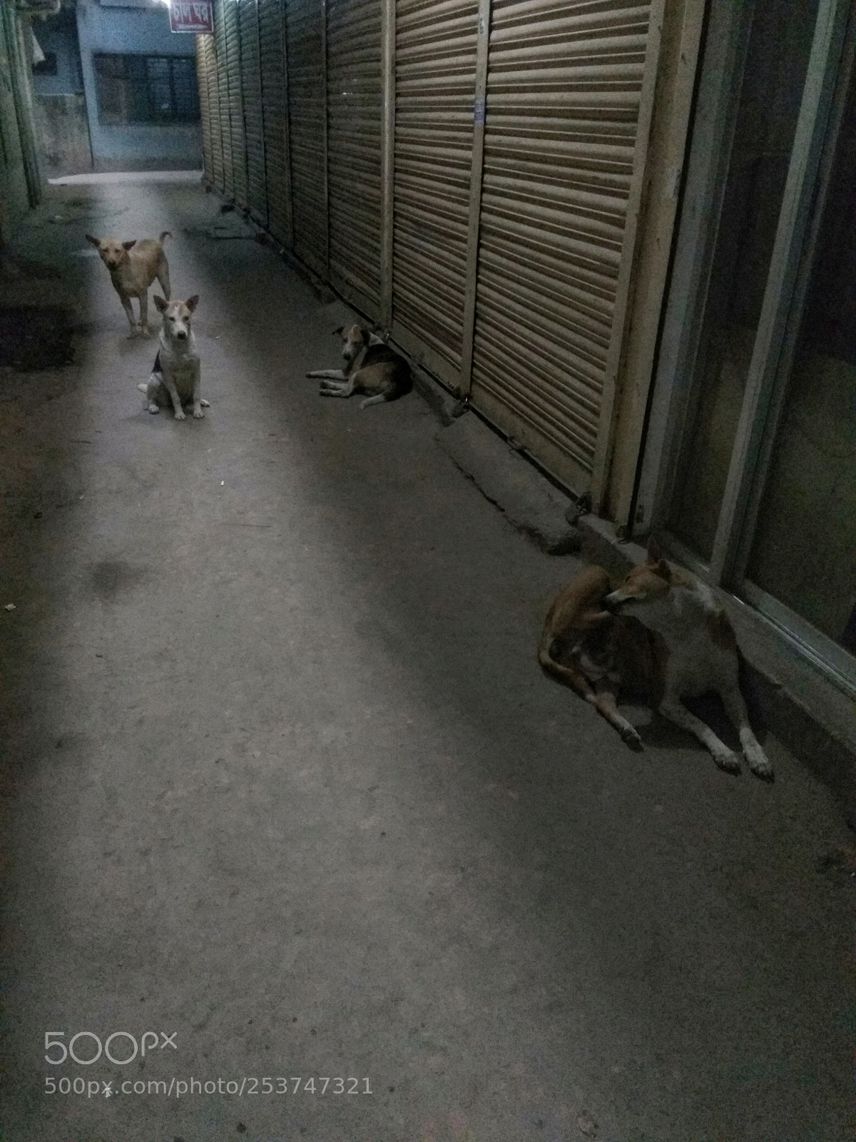 Xiaomi Redmi Note 4 sample photo. Dog's area photography