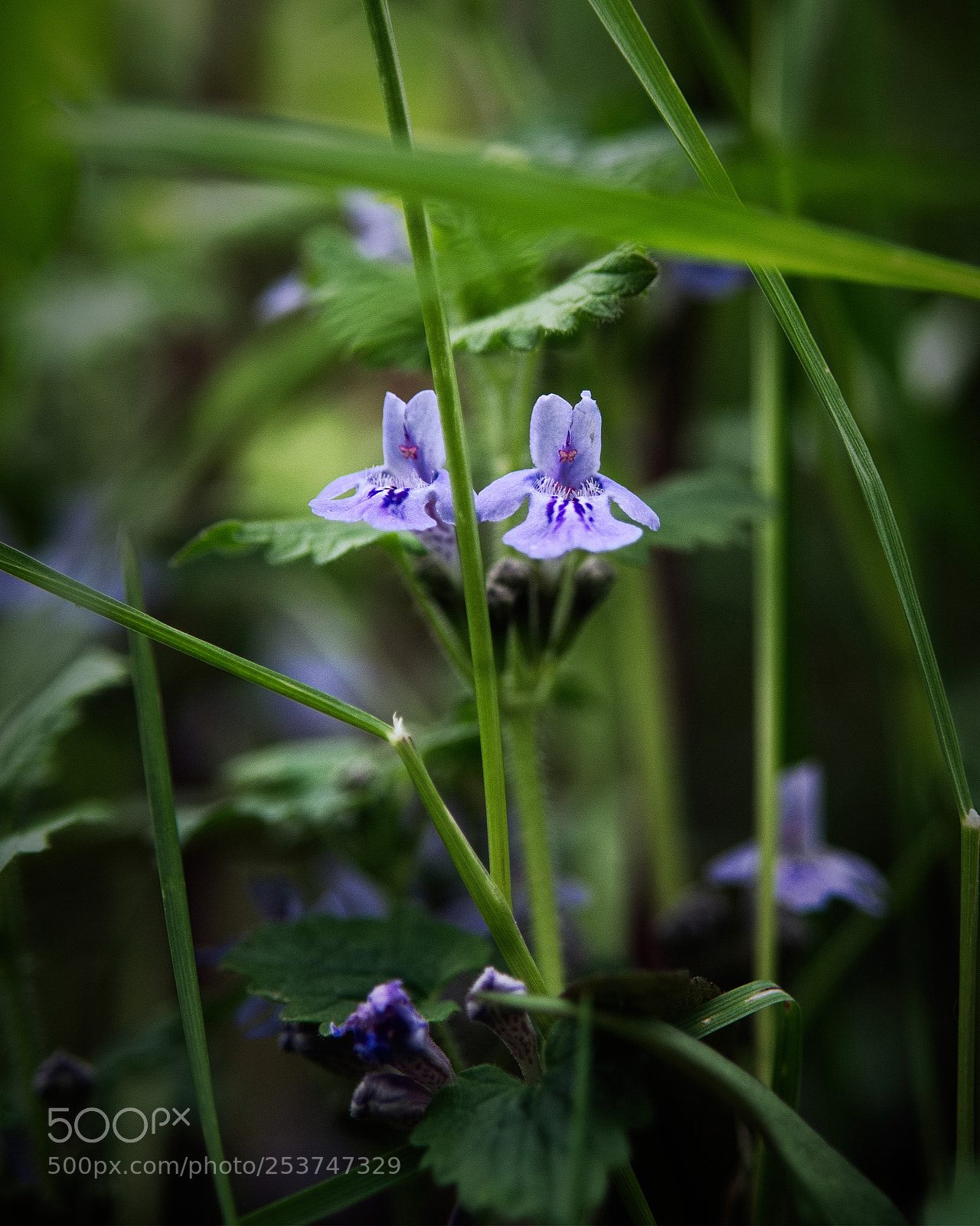Panasonic Lumix DMC-GX85 (Lumix DMC-GX80 / Lumix DMC-GX7 Mark II) sample photo. Le signe papillon photography
