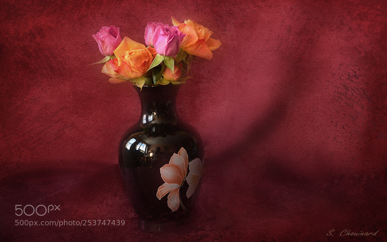 Nikon D5100 sample photo. Little roses photography
