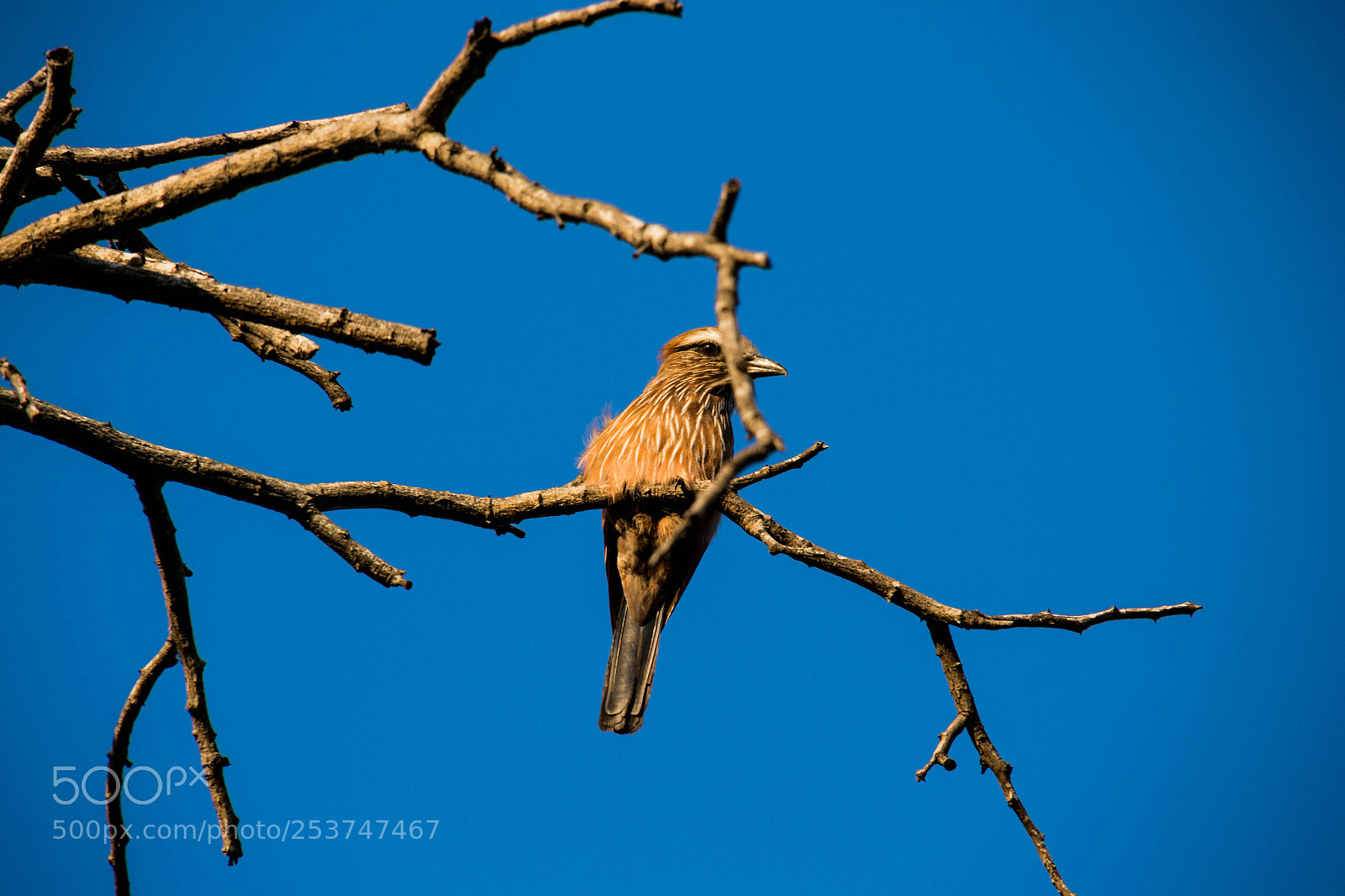 Nikon D3100 sample photo. Purple roller photography