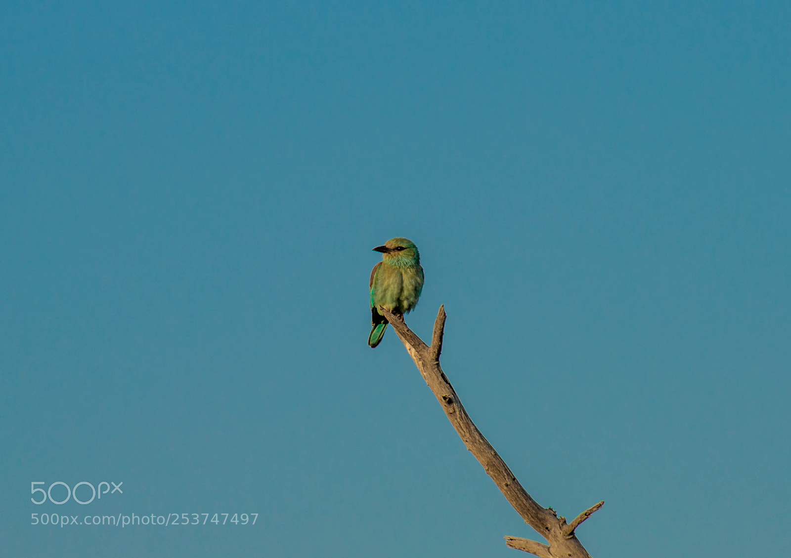 Nikon D3100 sample photo. European roller photography