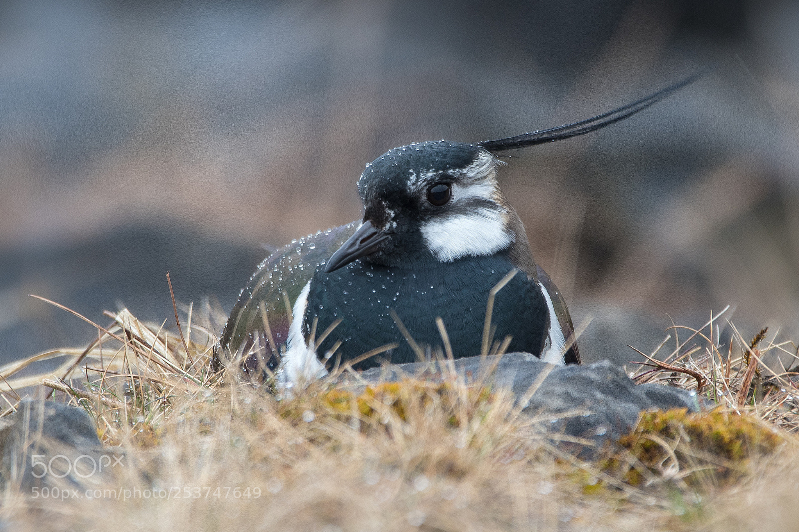 Nikon D500 sample photo. Lapwing photography