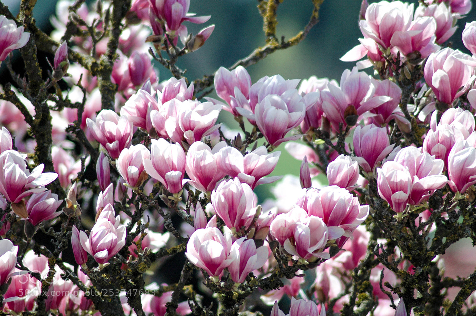 Nikon D70 sample photo. Magnolie photography