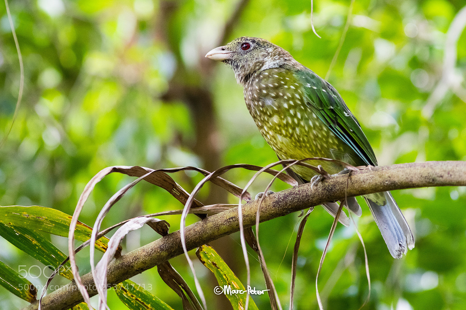 Canon EOS 5D Mark IV sample photo. Greennnnnnn photography