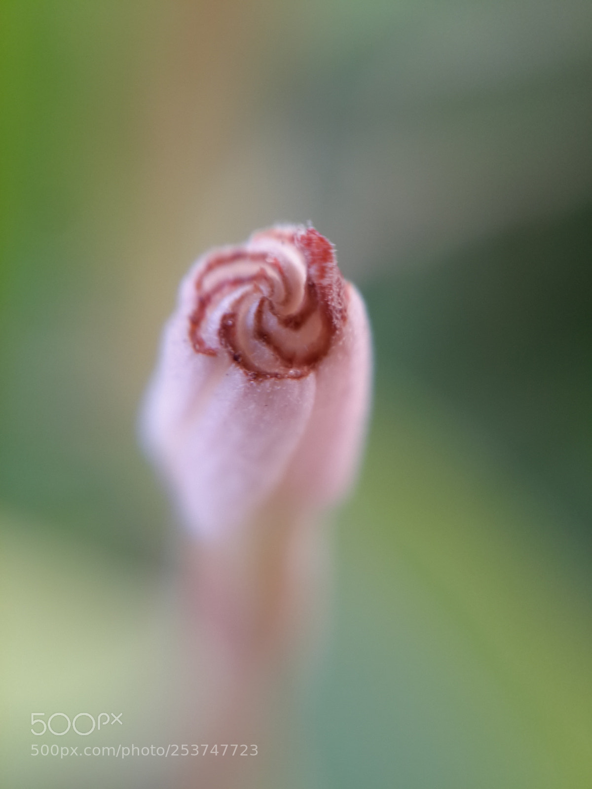 Samsung Galaxy S4 sample photo. ?? photography