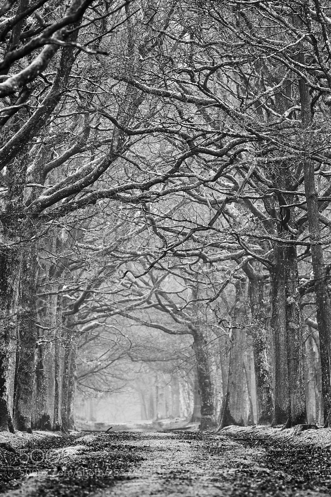 Olympus OM-D E-M1 Mark II sample photo. Les branches photography