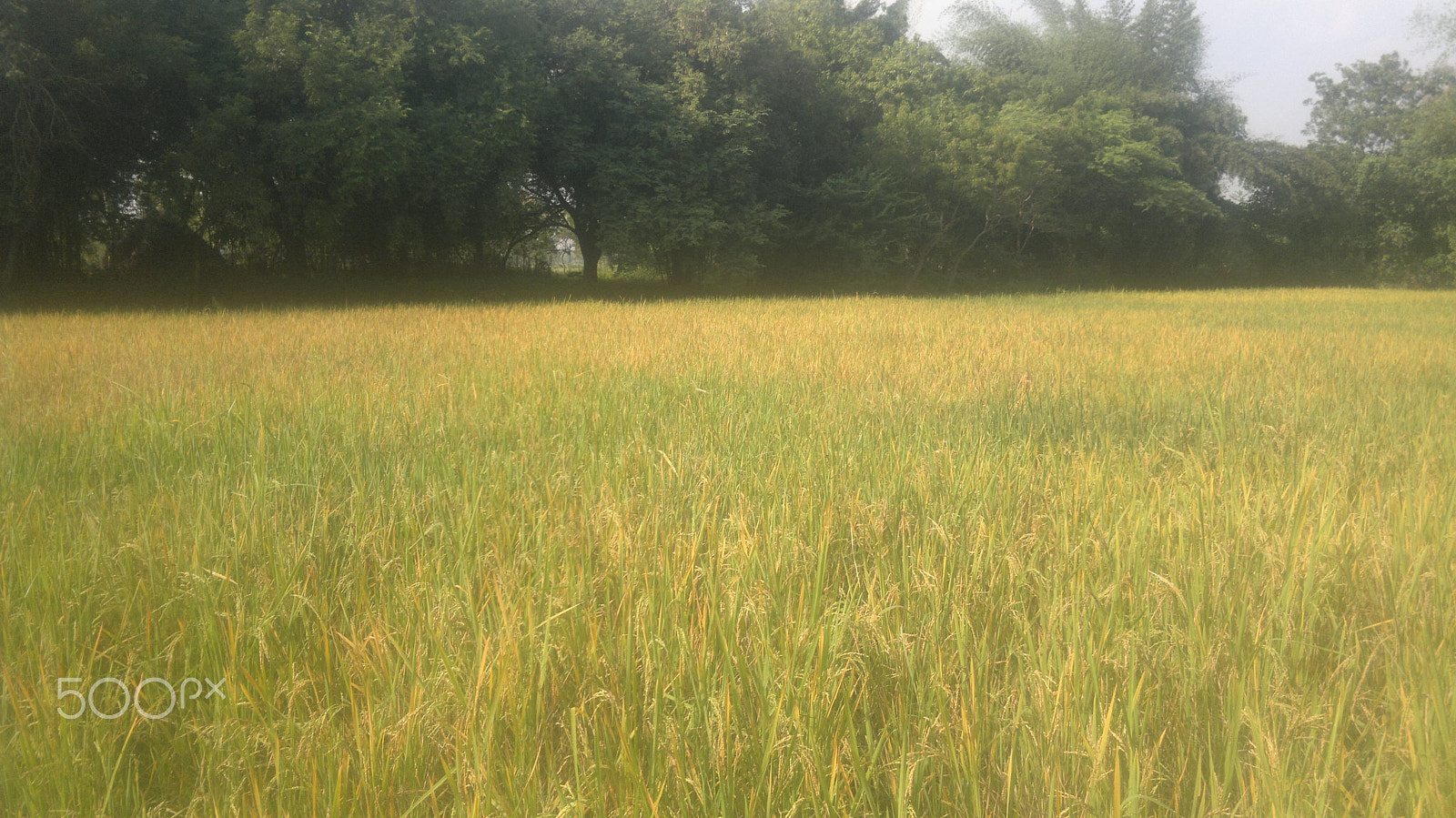 Nokia N8-00 sample photo. Paddy field photography