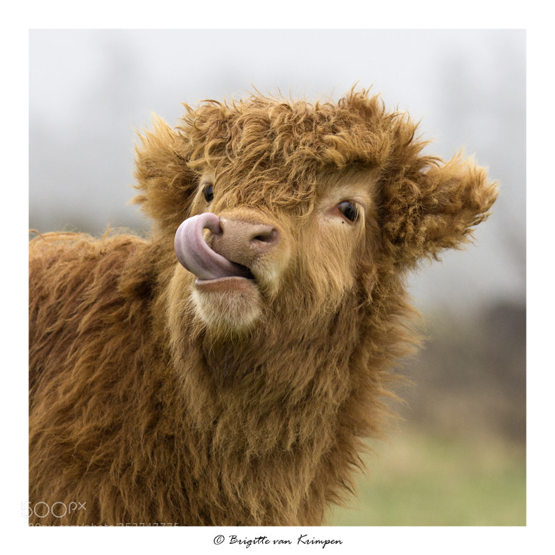 Canon EOS 60D sample photo. Spring fever photography