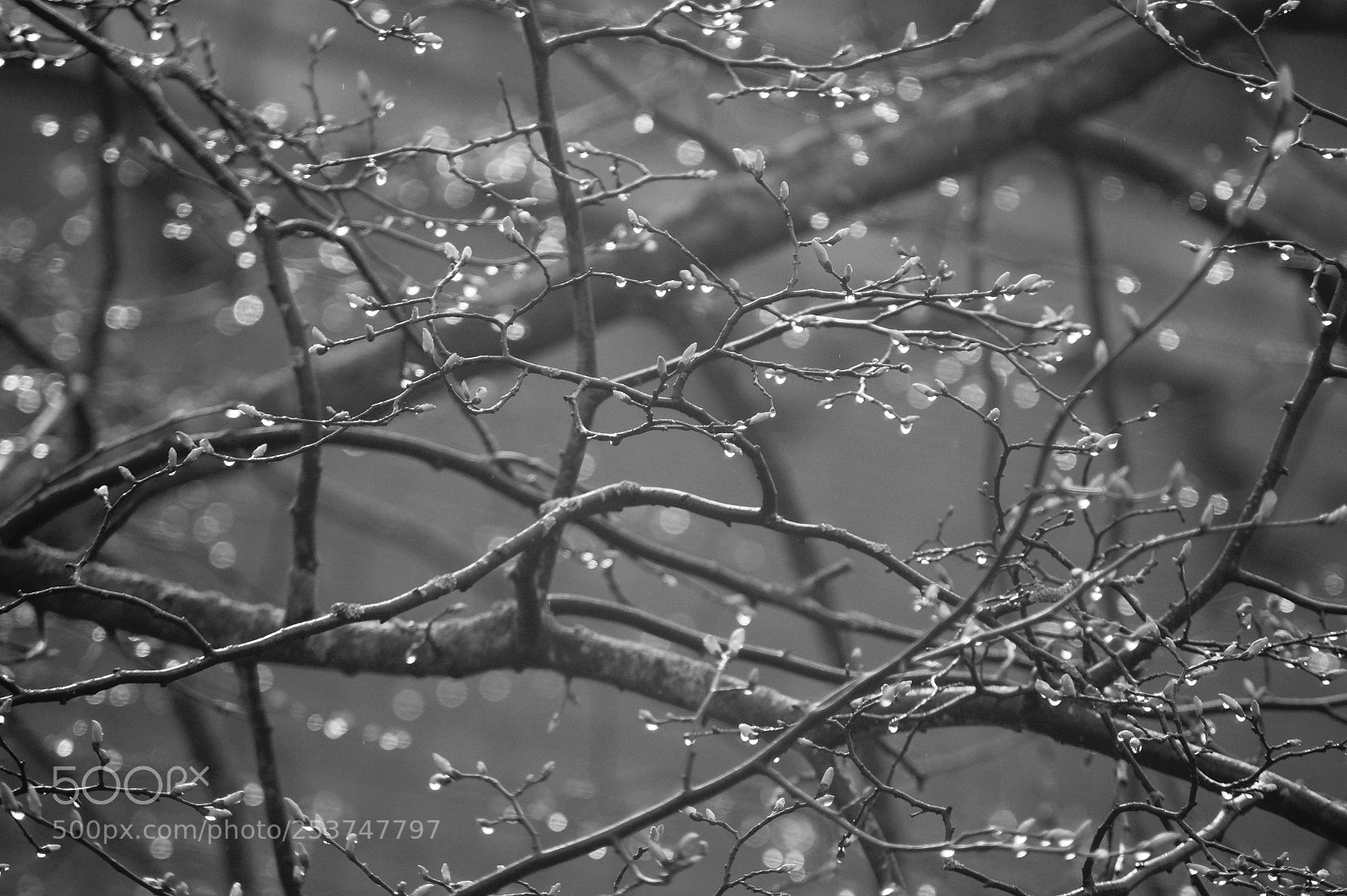Sony SLT-A58 sample photo. Sunny raindrops photography