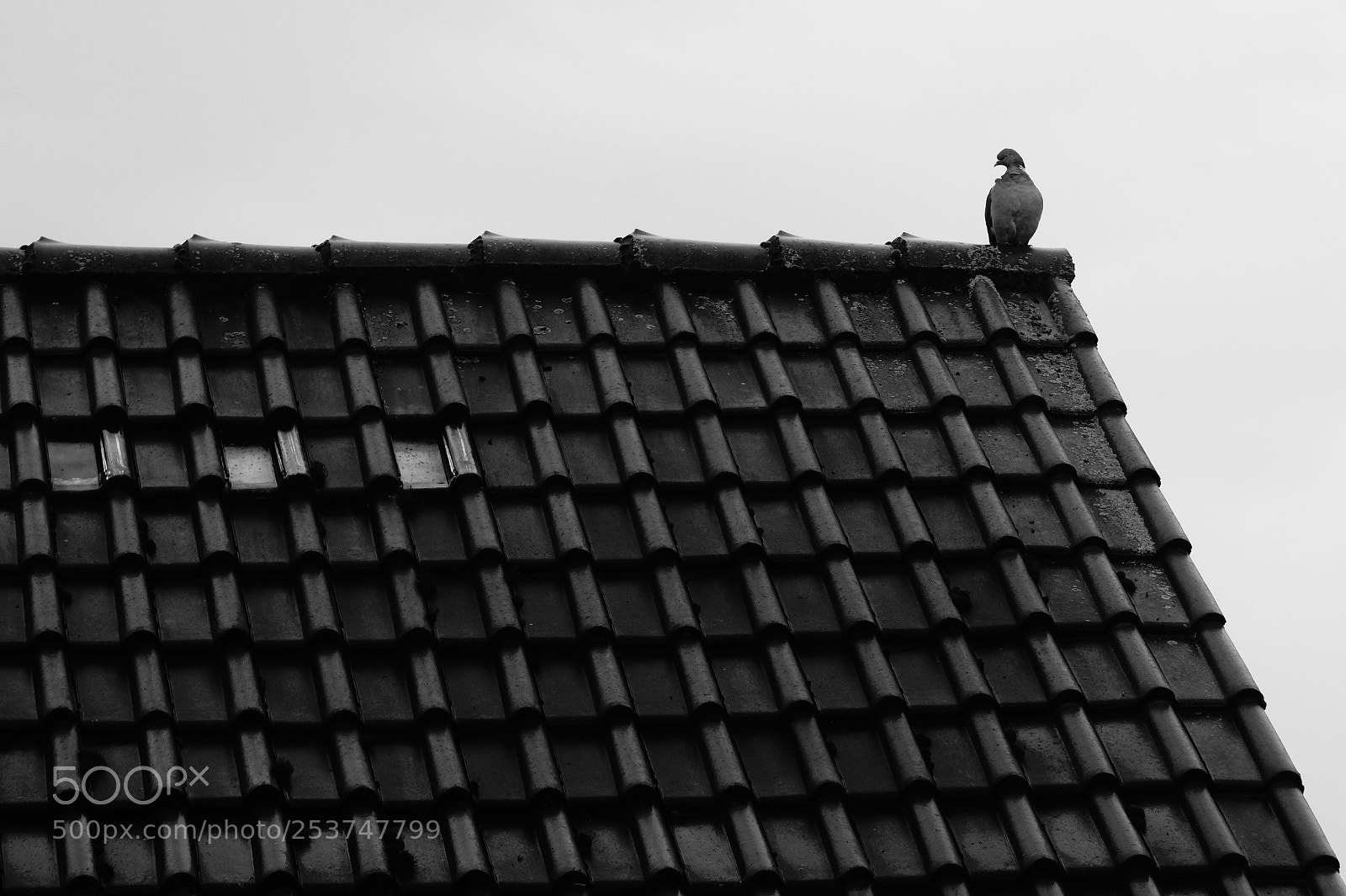 Sony SLT-A58 sample photo. Watching the neighbourhood photography