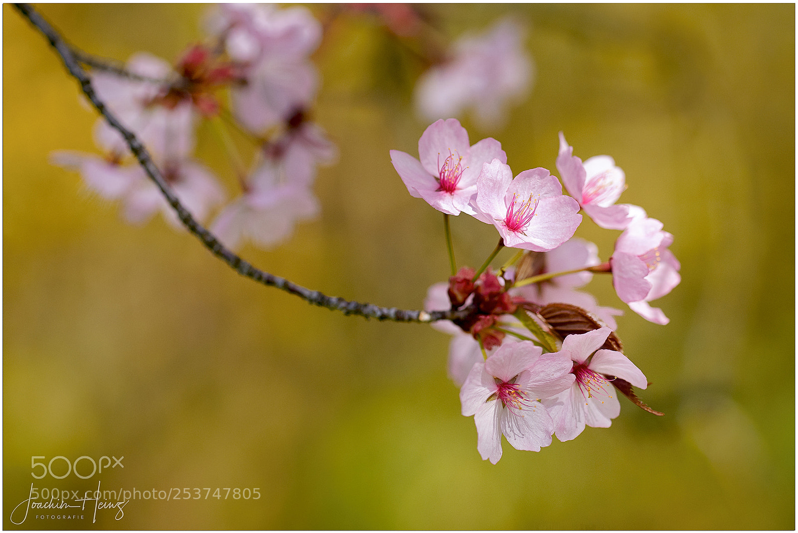 Fujifilm X-T2 sample photo. Cherry blossoms photography