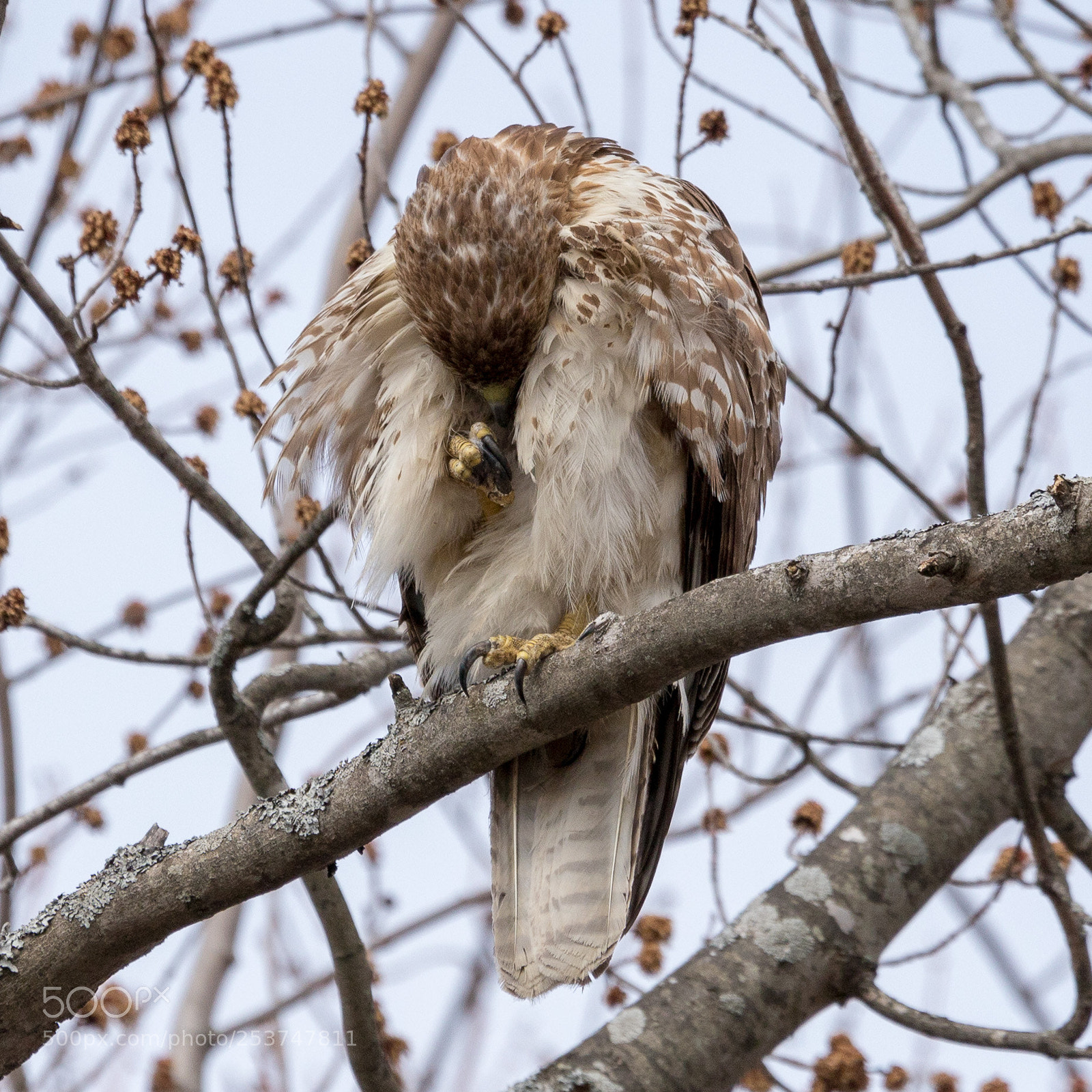 Canon EOS 6D Mark II sample photo. Red tailed hawk photography