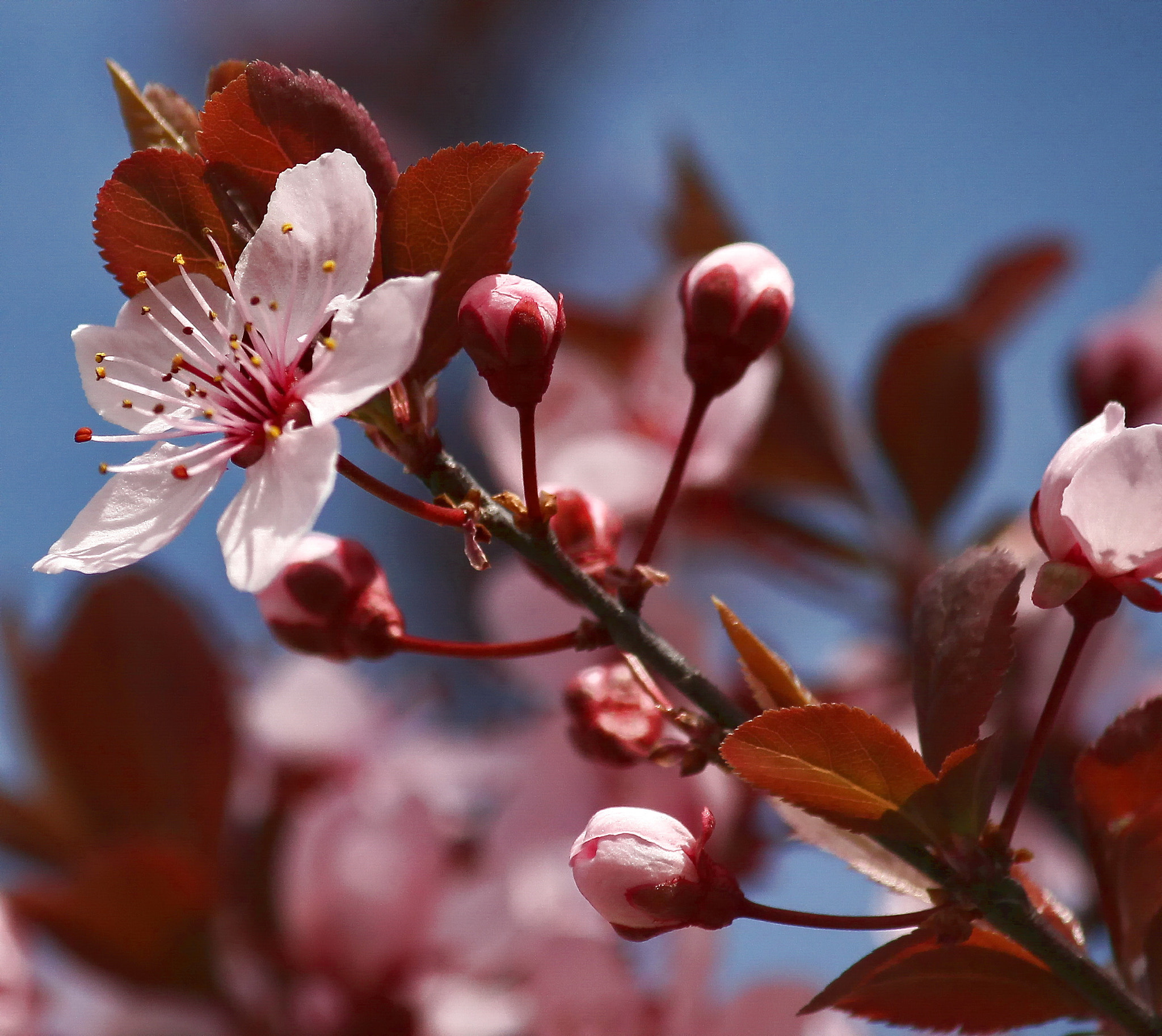 Canon EF-S 55-250mm F4-5.6 IS II sample photo. Spring time. photography