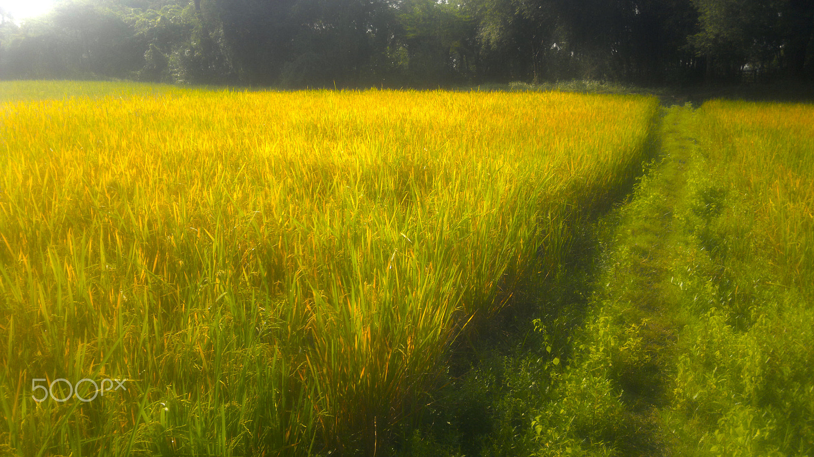 Nokia N8-00 sample photo. Paddy field photography