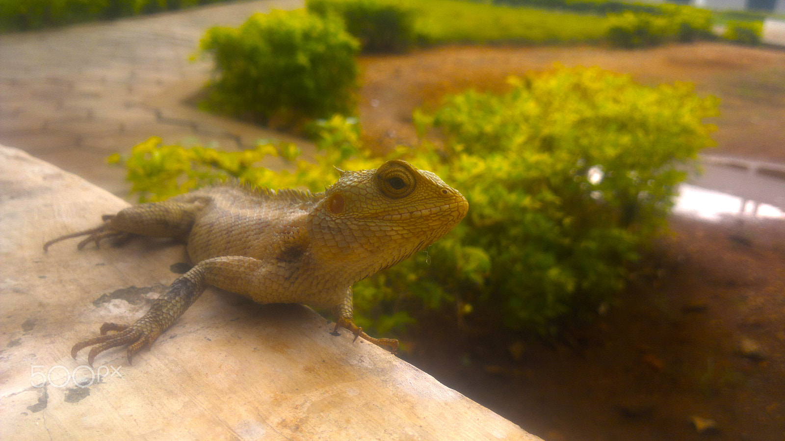 Nokia N8-00 sample photo. Oriental garden lizard photography