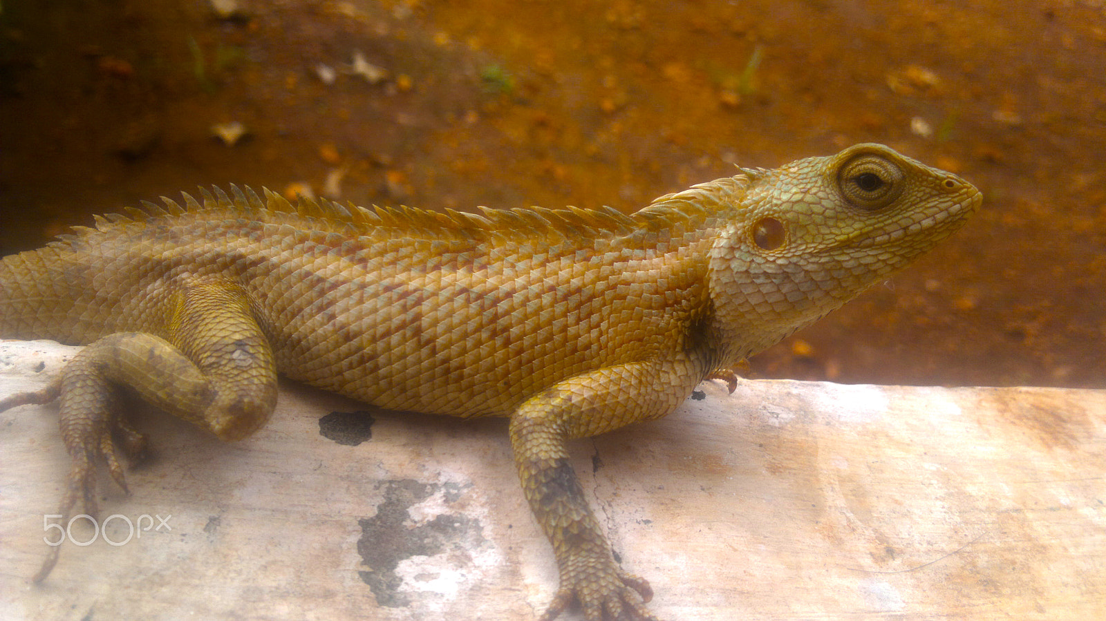 Nokia N8-00 sample photo. Lizard photography