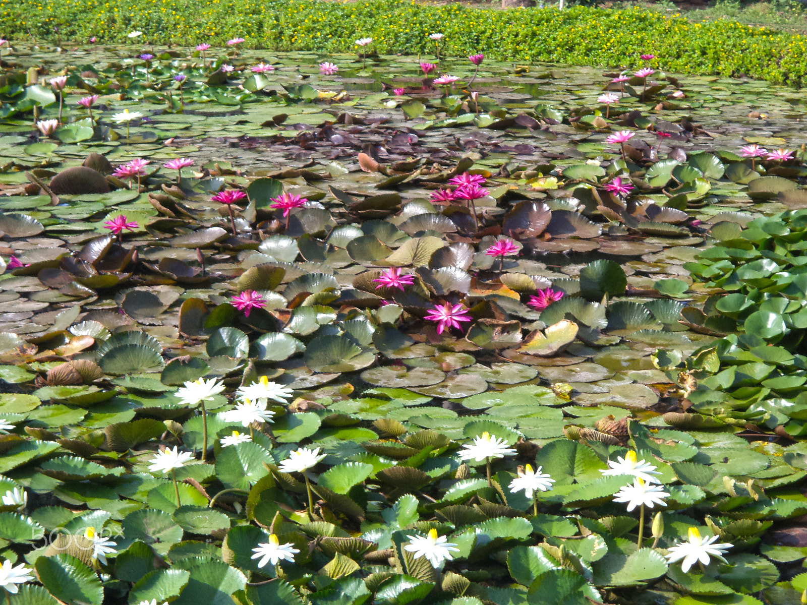 Sony DSC-S5000 sample photo. Lotus photography