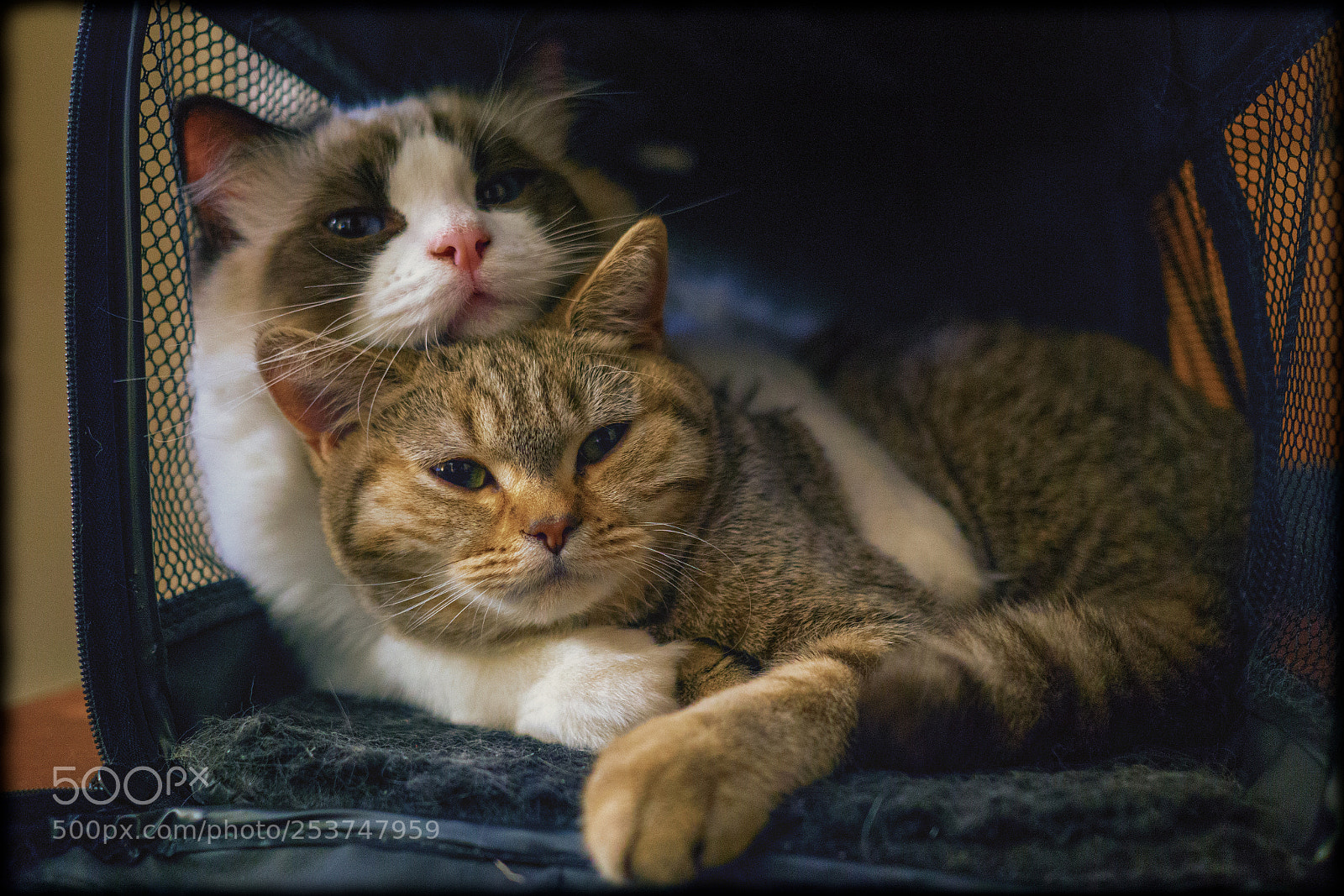 Sony a6000 sample photo. Oscar and martha photography