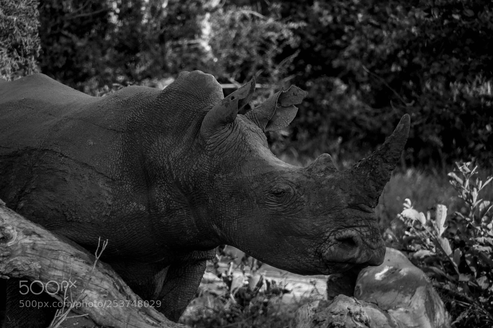 Nikon D3100 sample photo. "horn" photography