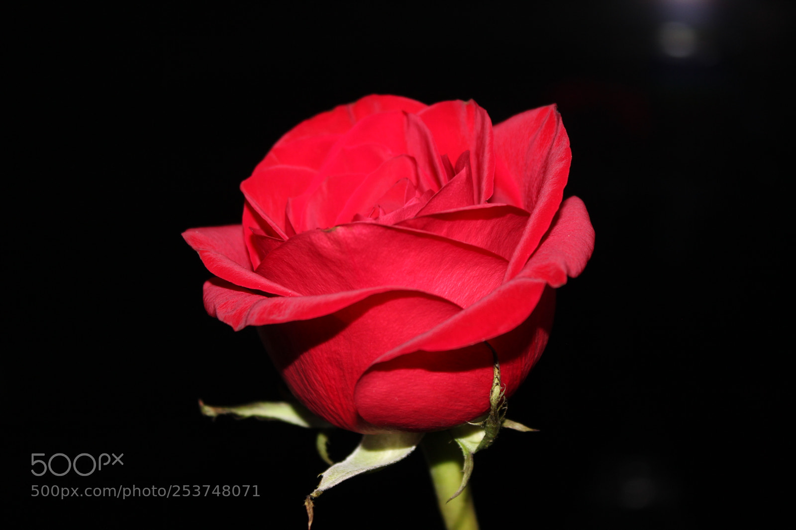 Canon EOS 550D (EOS Rebel T2i / EOS Kiss X4) sample photo. Red rose photography