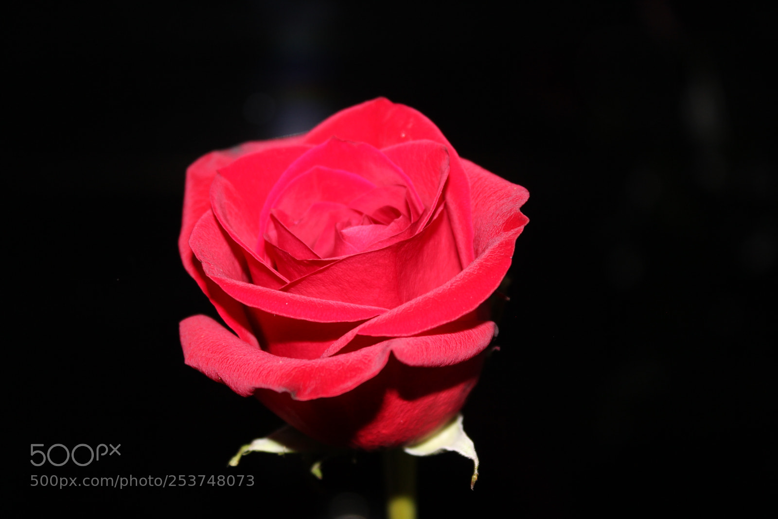 Canon EOS 550D (EOS Rebel T2i / EOS Kiss X4) sample photo. Red rose photography