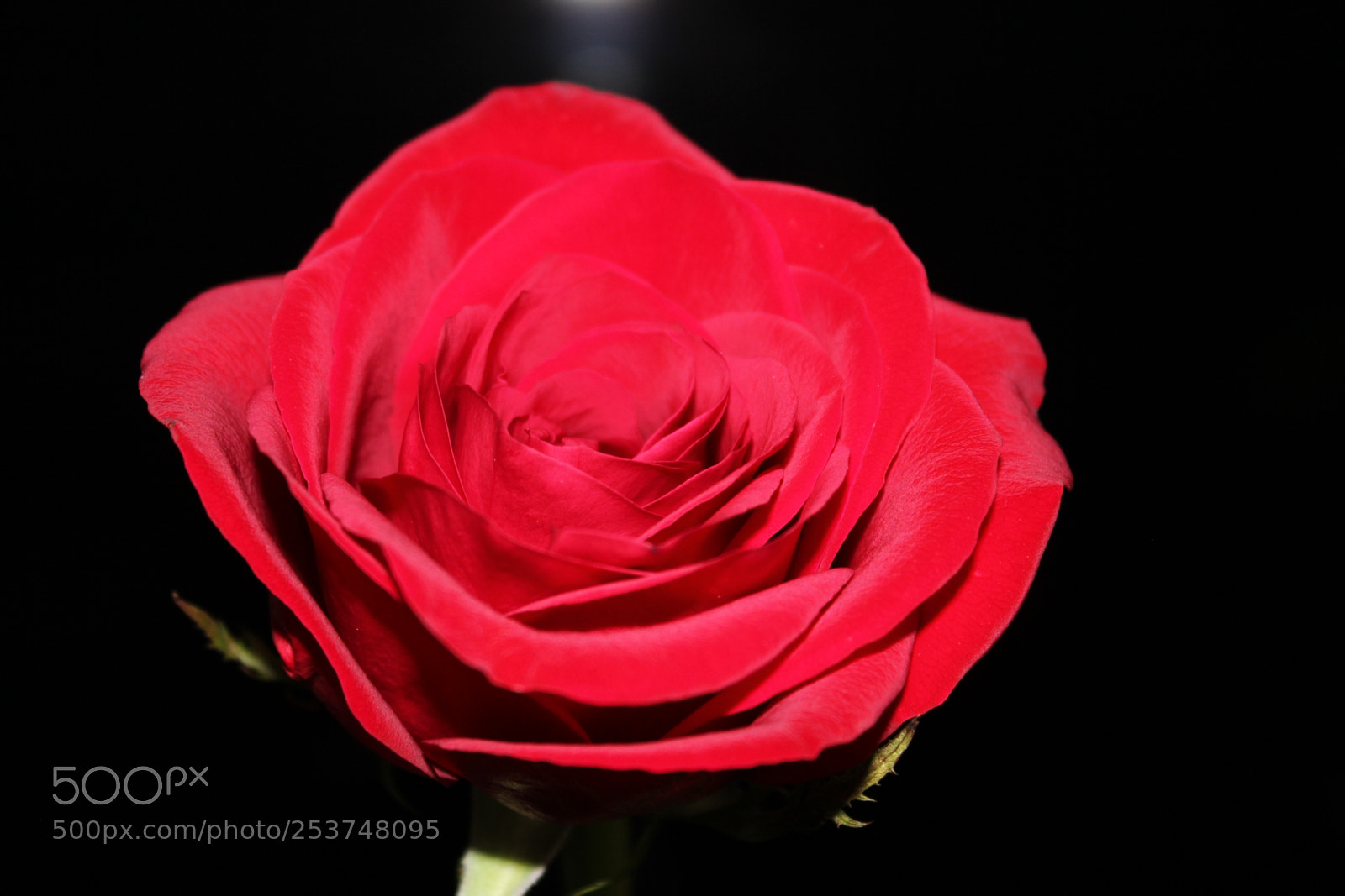 Canon EOS 550D (EOS Rebel T2i / EOS Kiss X4) sample photo. Red rose photography