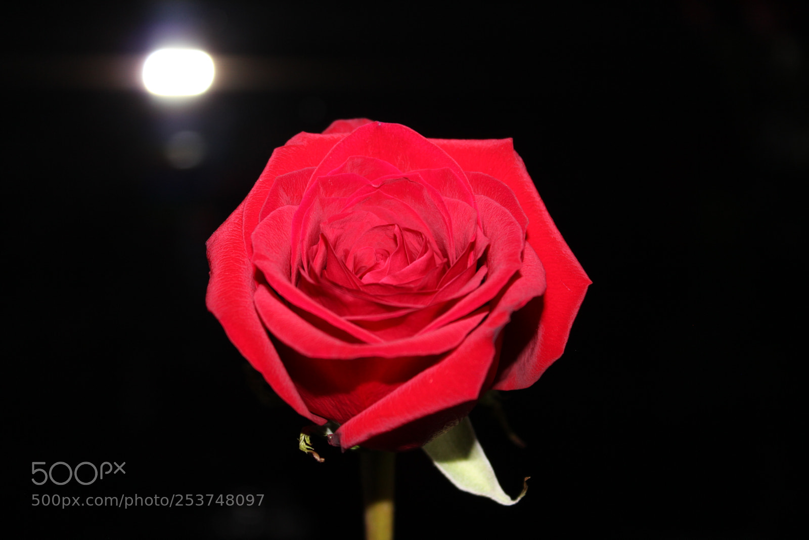 Canon EOS 550D (EOS Rebel T2i / EOS Kiss X4) sample photo. Red rose photography