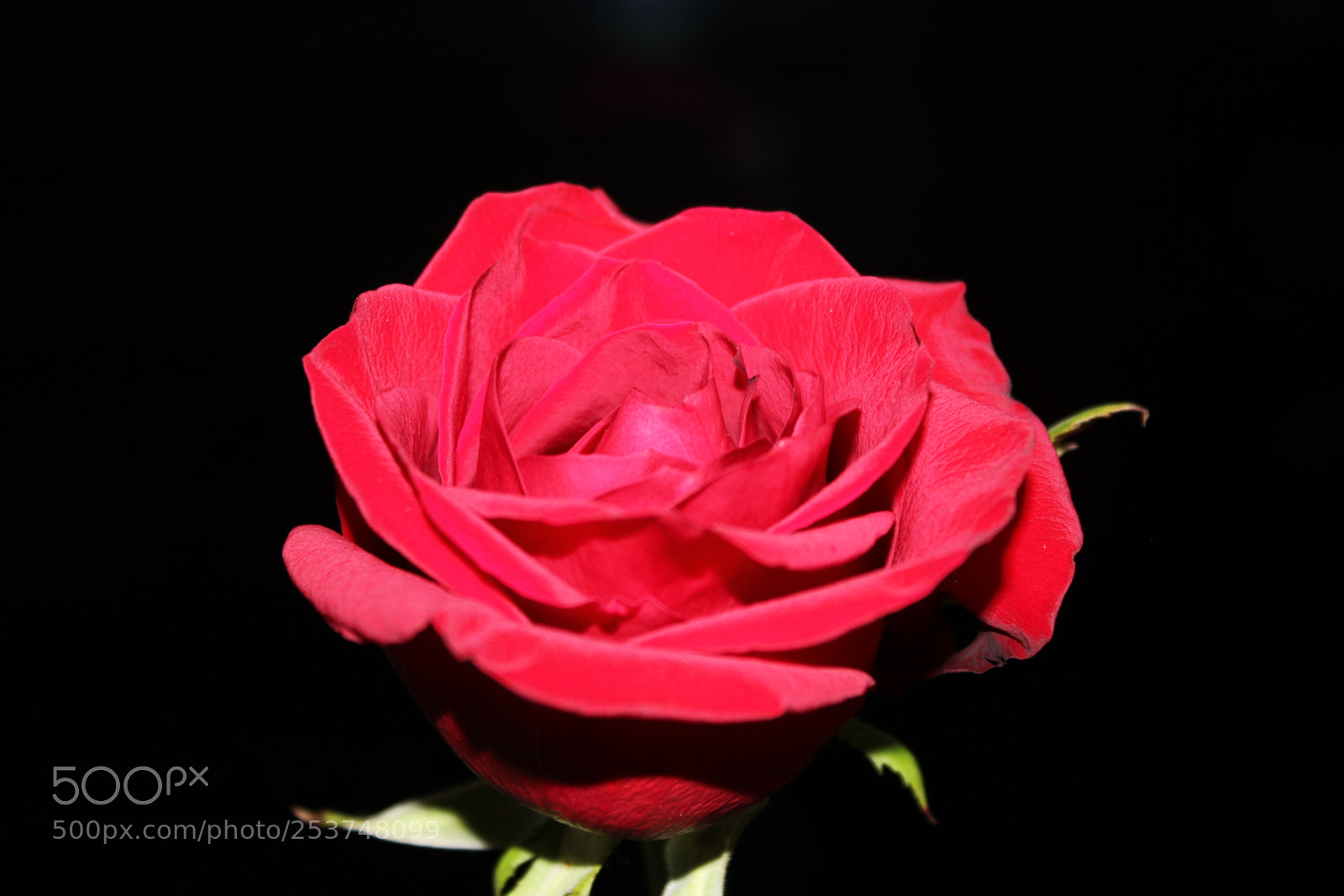 Canon EOS 550D (EOS Rebel T2i / EOS Kiss X4) sample photo. Red rose photography
