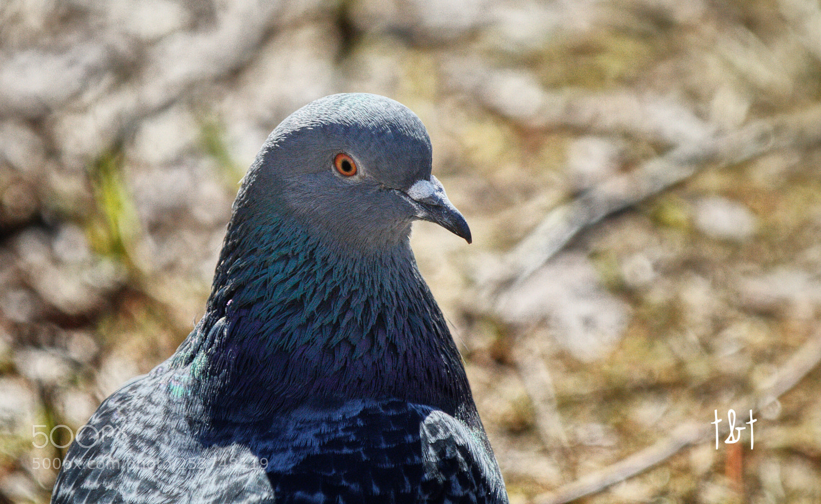 Canon EOS 7D sample photo. Untitled photography