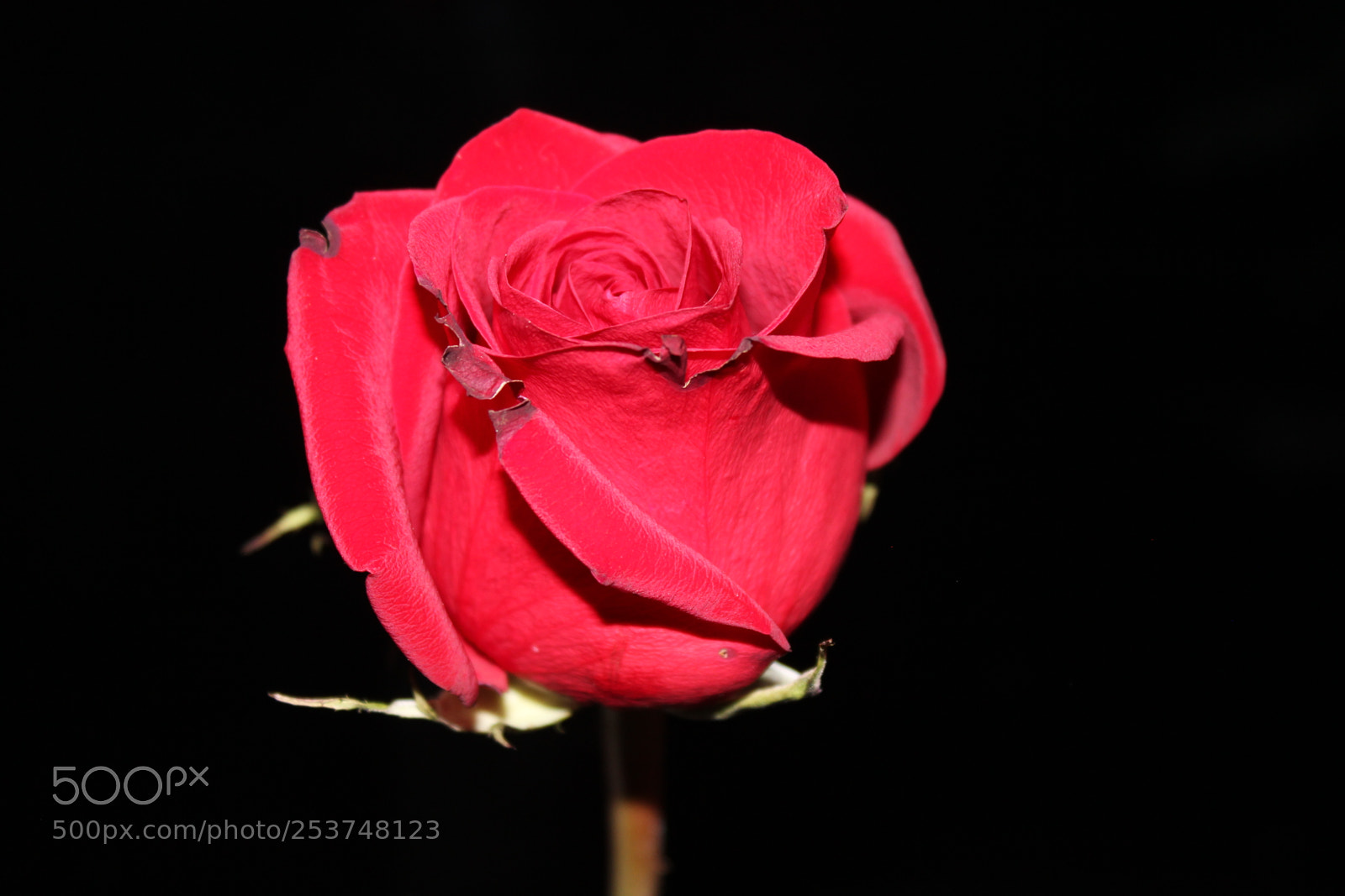Canon EOS 550D (EOS Rebel T2i / EOS Kiss X4) sample photo. Red rose photography