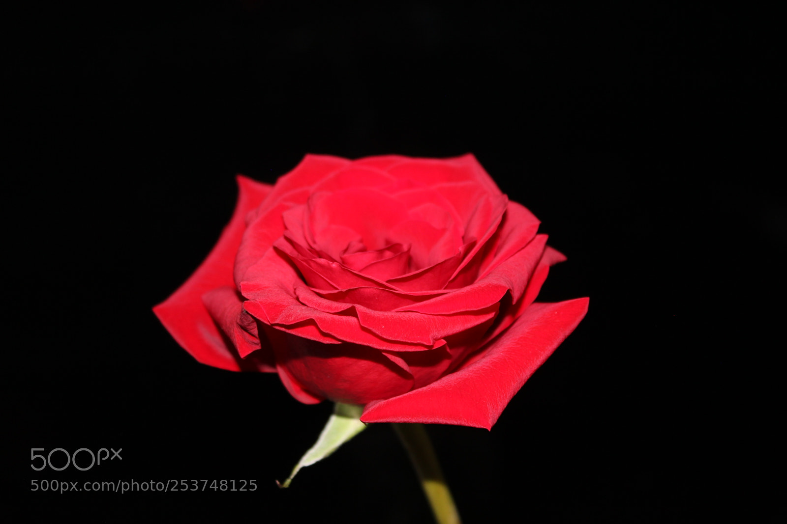 Canon EOS 550D (EOS Rebel T2i / EOS Kiss X4) sample photo. Red rose photography