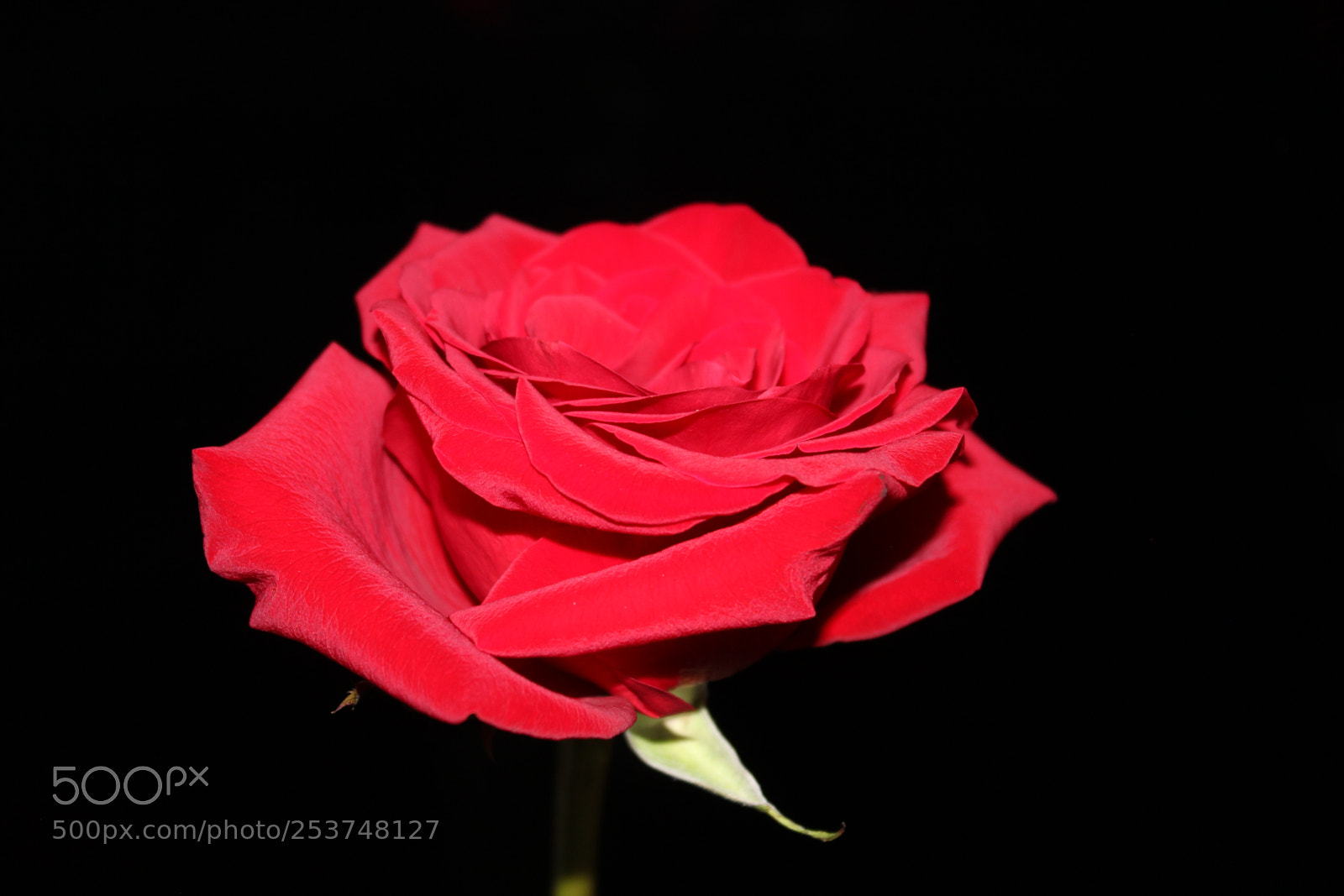 Canon EOS 550D (EOS Rebel T2i / EOS Kiss X4) sample photo. Red rose photography